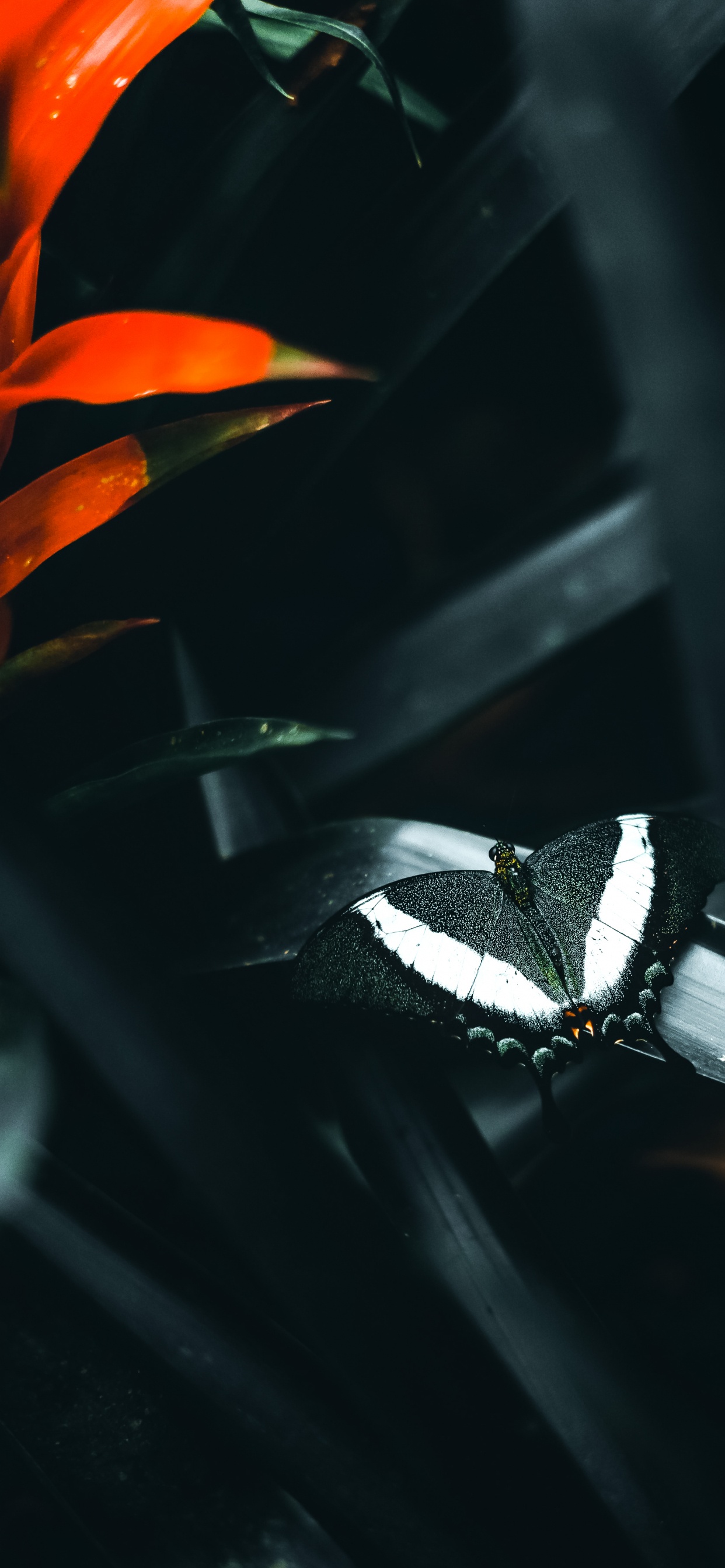 Obscurité, Pollinisateurs, Insecte, L'éclairage Automobile, Les Arthropodes. Wallpaper in 1242x2688 Resolution