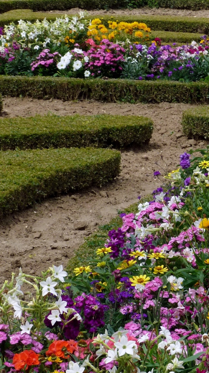 Purple and White Flower Garden. Wallpaper in 720x1280 Resolution