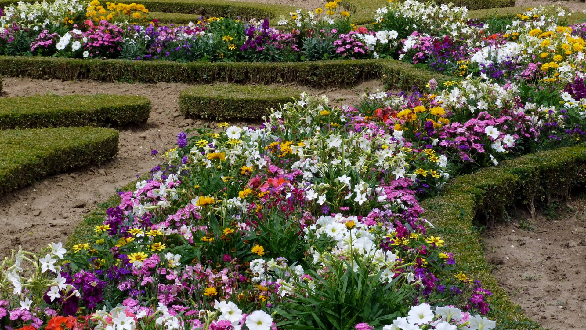 Jardin de Fleurs Violet et Blanc. Wallpaper in 1920x1080 Resolution
