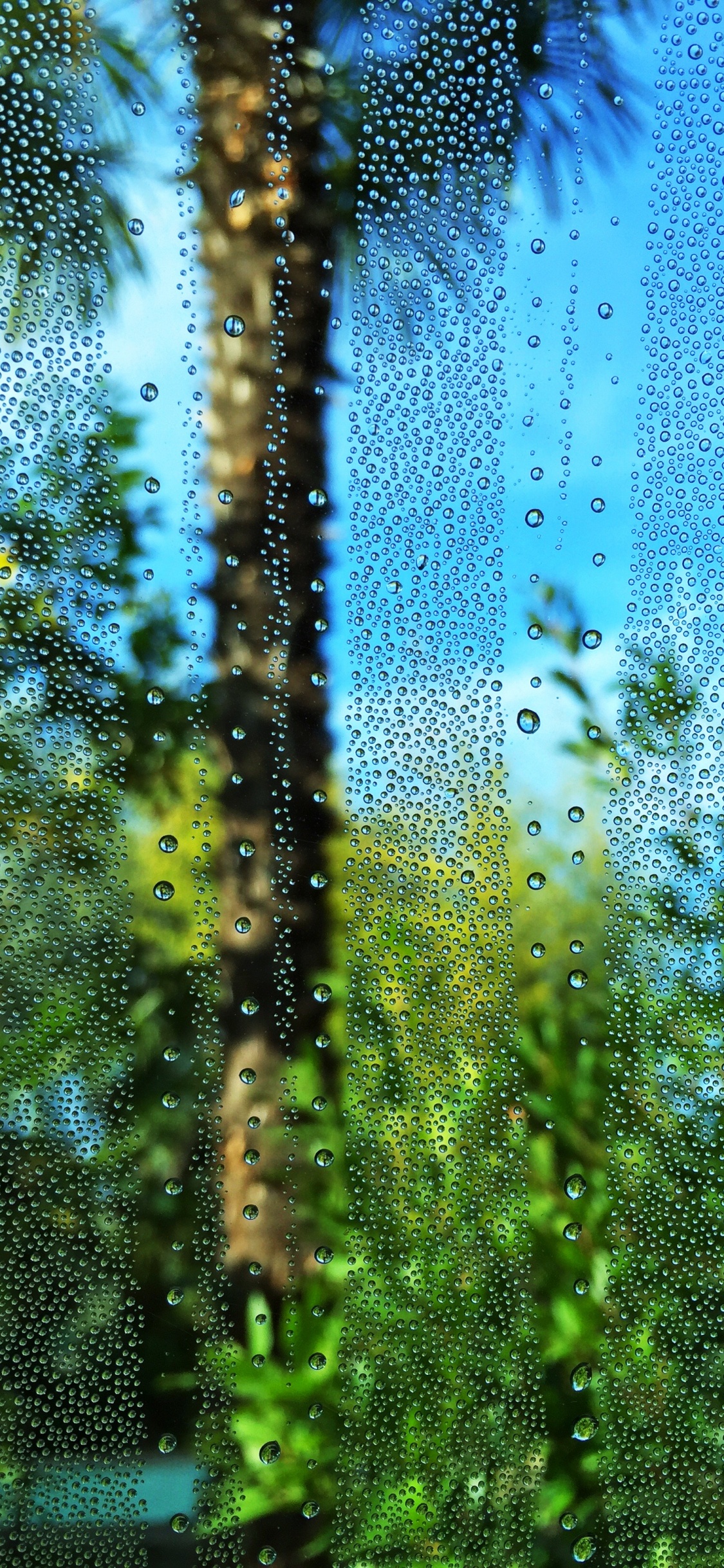 Green, Water, Vegetation, Nature, Blue. Wallpaper in 1125x2436 Resolution