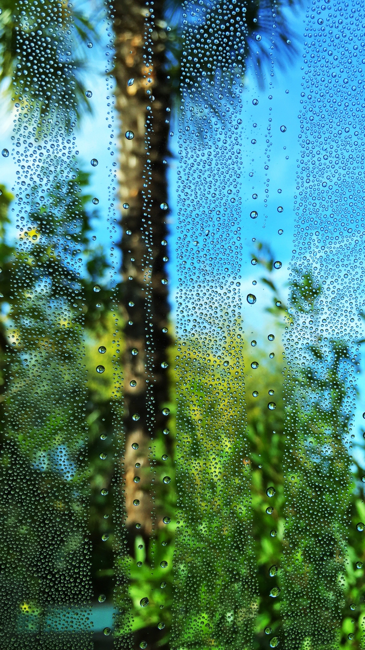 Green, Water, Vegetation, Nature, Blue. Wallpaper in 1440x2560 Resolution