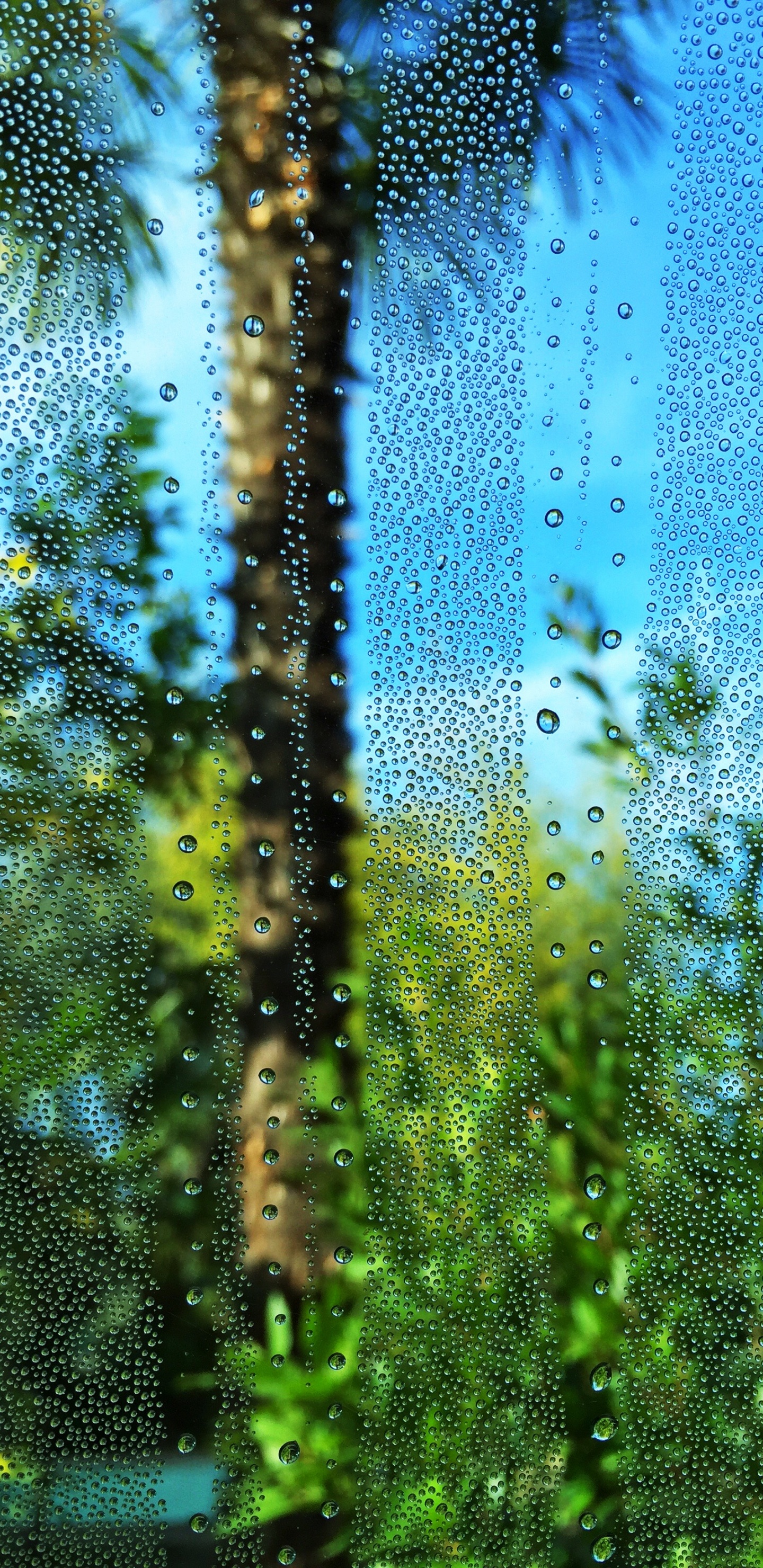 Green, Water, Vegetation, Nature, Blue. Wallpaper in 1440x2960 Resolution