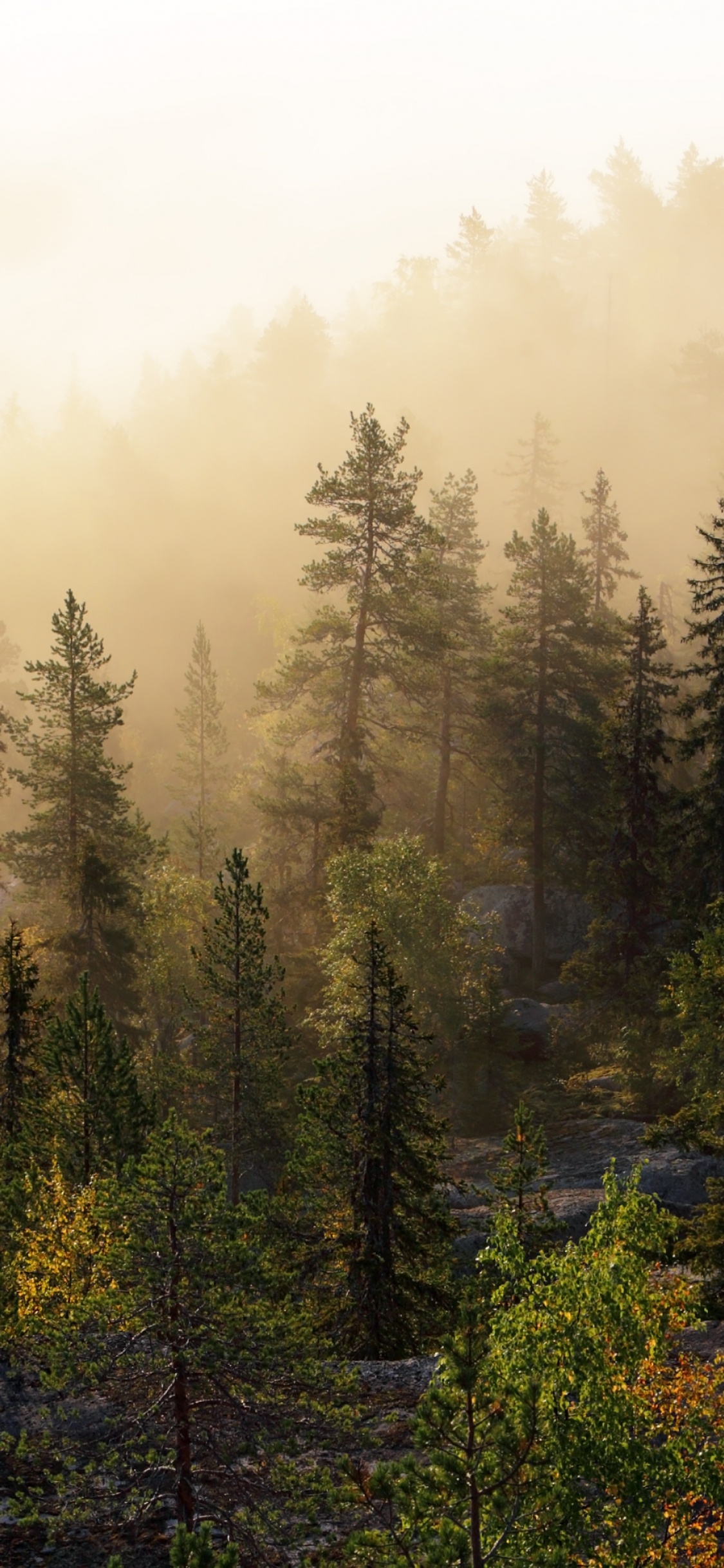 Pinos Verdes en la Montaña Durante el Día. Wallpaper in 1125x2436 Resolution