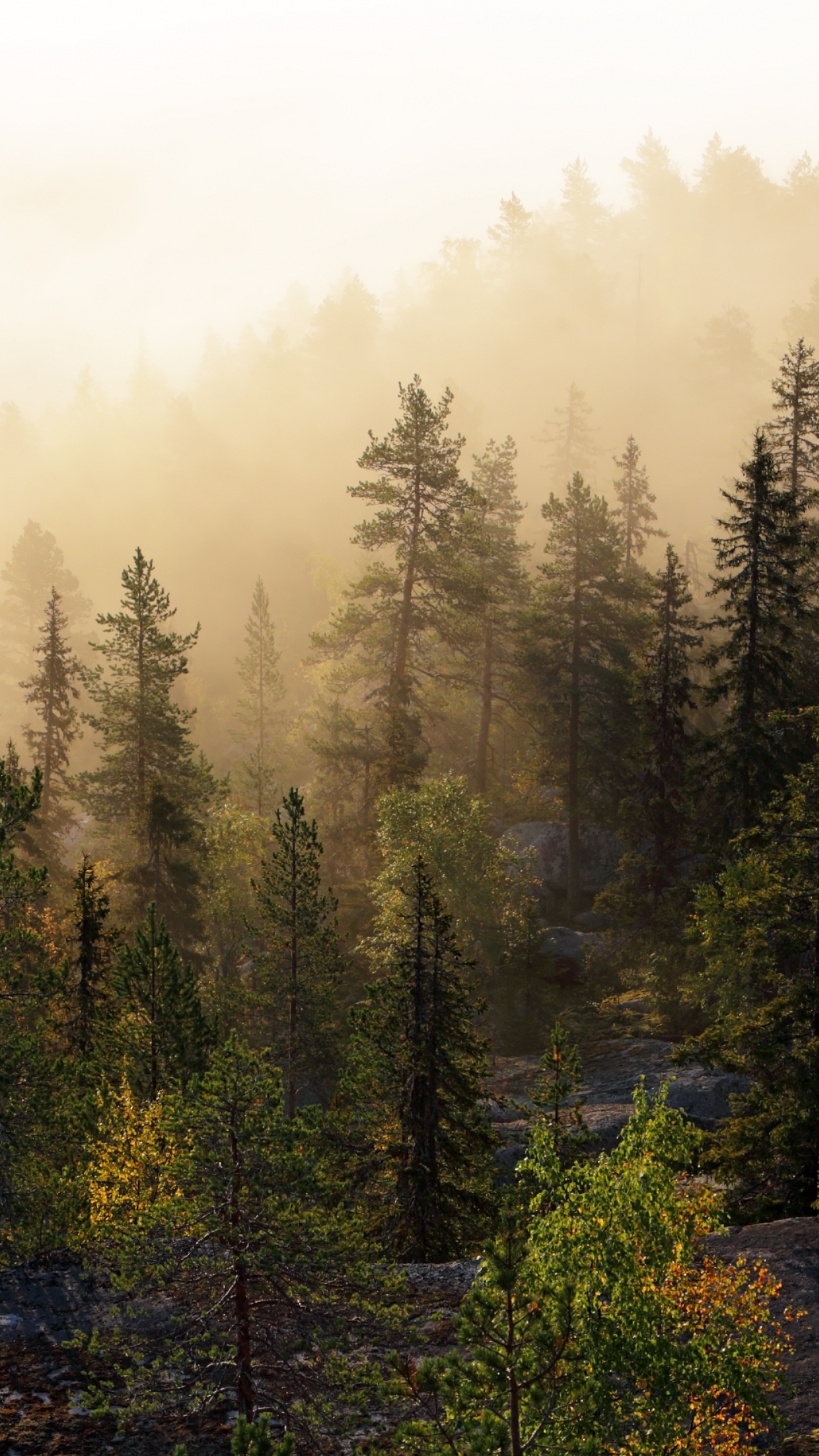 Green Pine Trees on Mountain During Daytime. Wallpaper in 1440x2560 Resolution