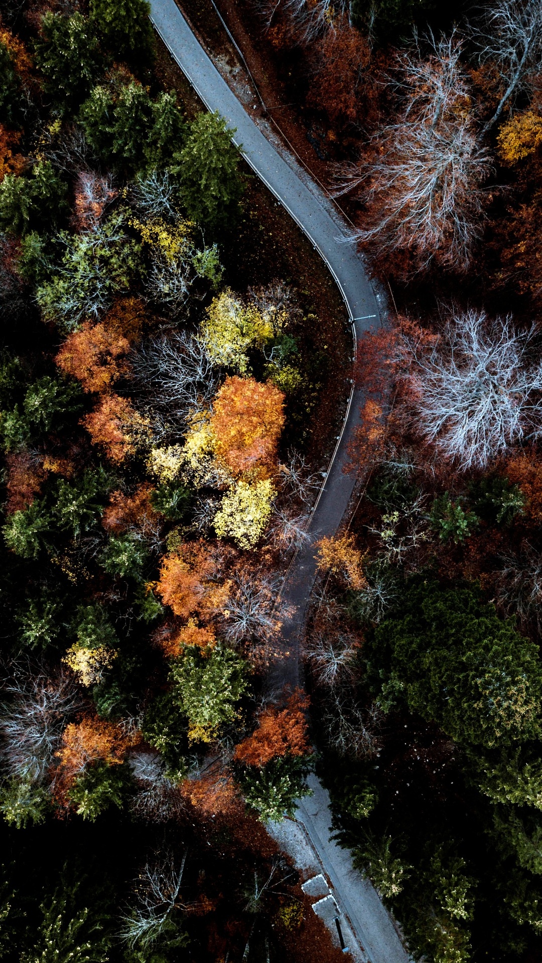 性质, 自然景观, 陆地上的植物, 水道, 木 壁纸 1080x1920 允许