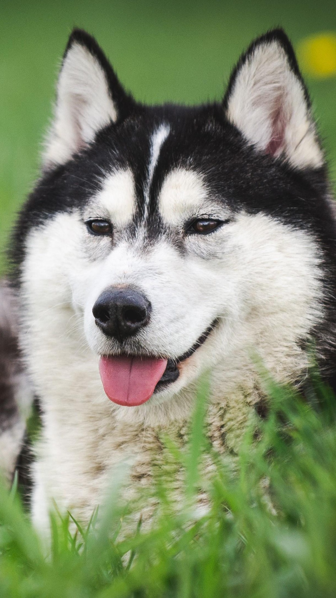 微型哈士奇, 加拿大的爱斯基摩狗, 萨哈林赫斯基, 阿拉斯加雪橇犬, Tamaskan狗 壁纸 1080x1920 允许
