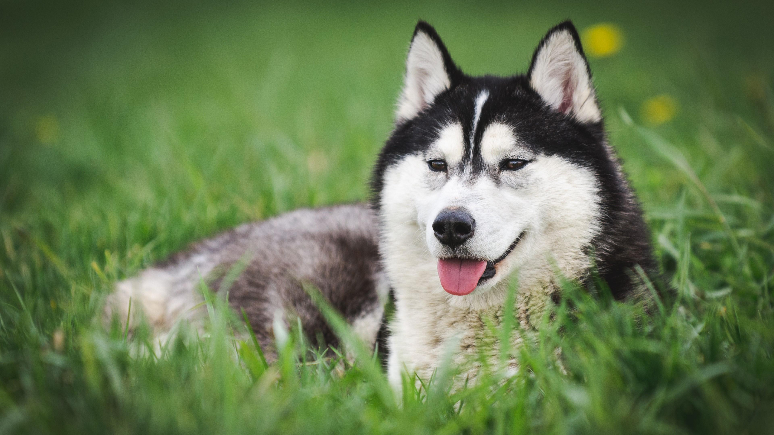 Black and White Siberian Husky on Green Grass Field During Daytime. Wallpaper in 2560x1440 Resolution