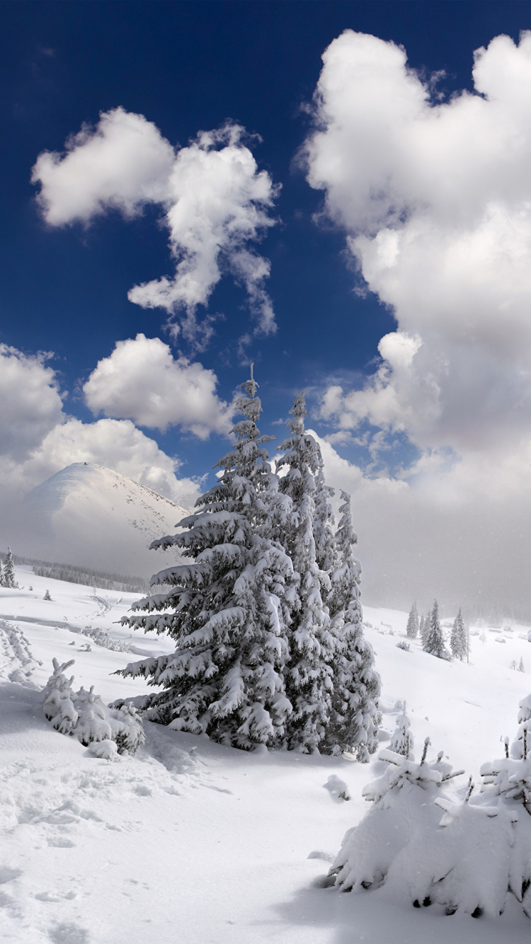 Snow Covered Pine Trees Under Blue Sky and White Clouds During Daytime. Wallpaper in 750x1334 Resolution