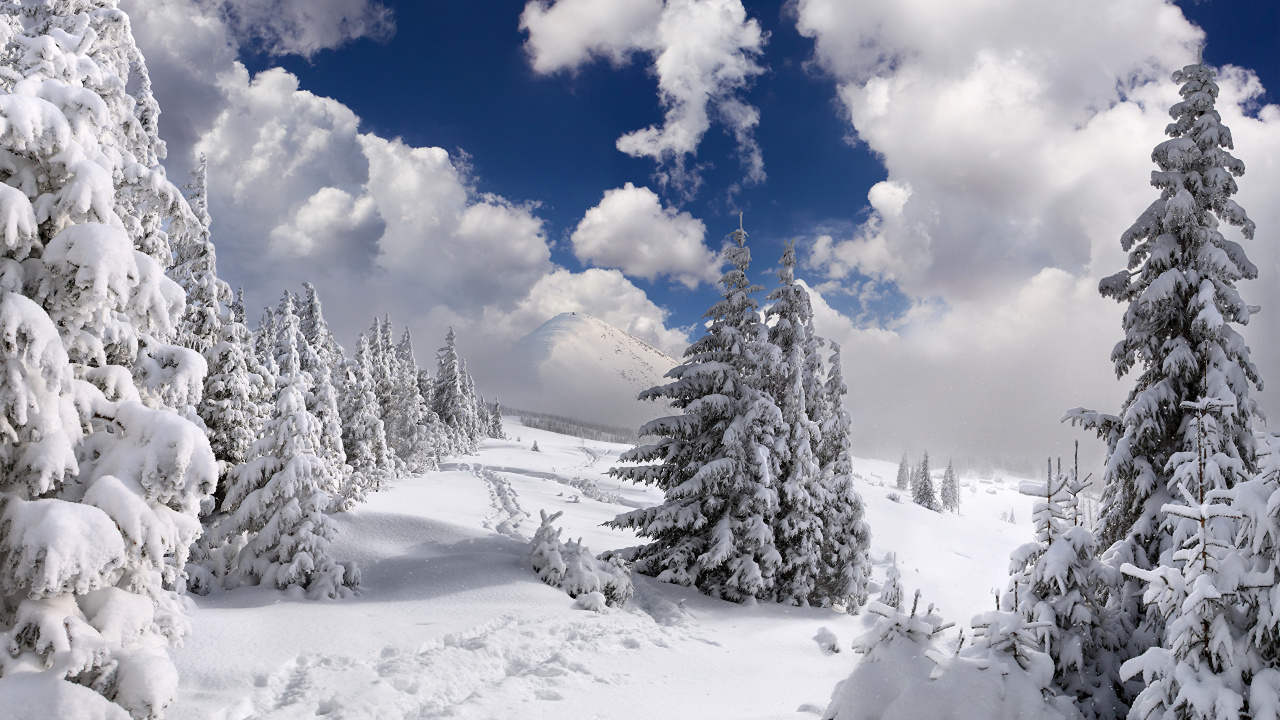 Pinos Cubiertos de Nieve Bajo un Cielo Azul y Nubes Blancas Durante el Día. Wallpaper in 1280x720 Resolution