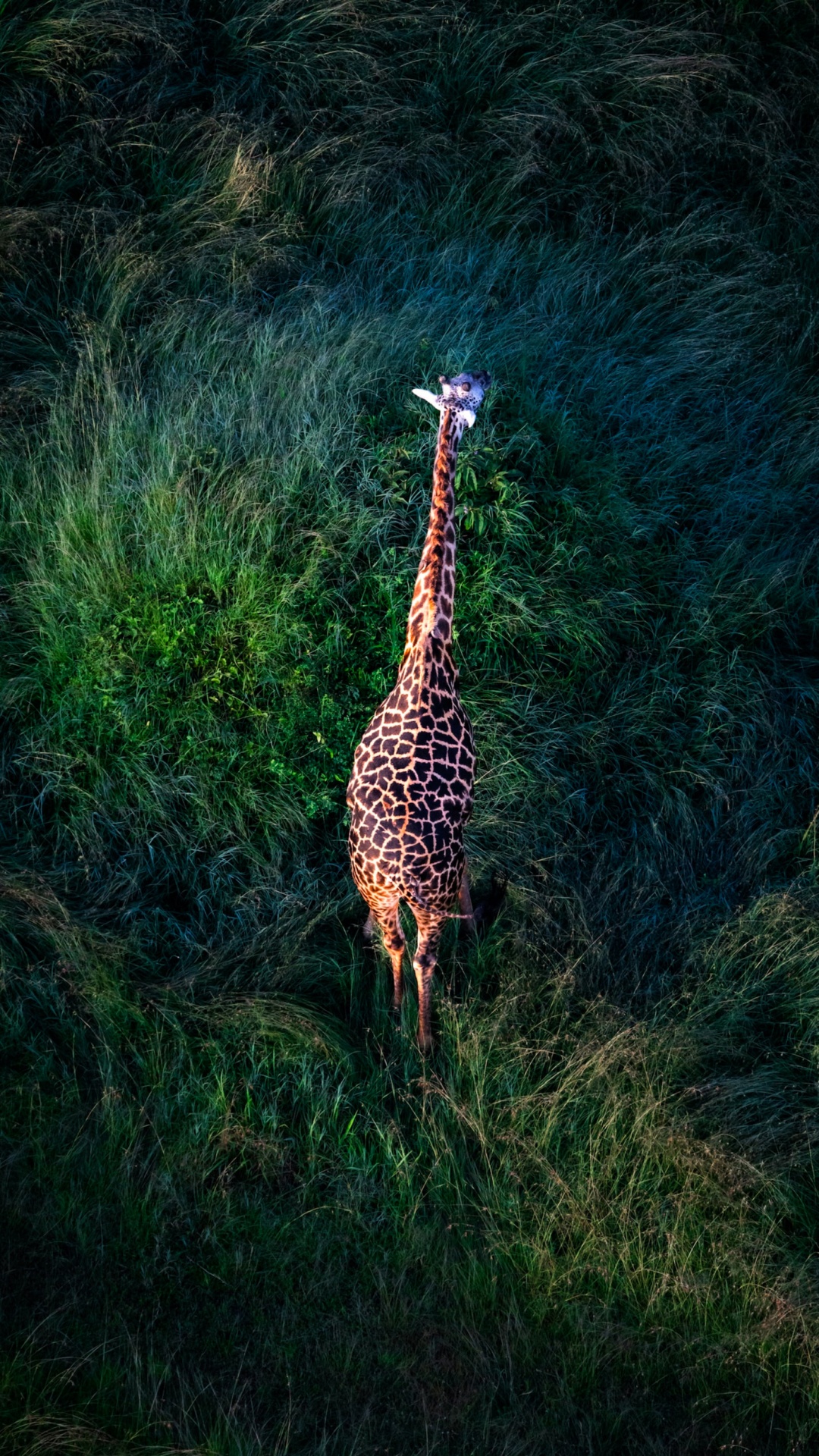 Giraffe, Damaksnis, Grassland, Giraffidae, Plant. Wallpaper in 1080x1920 Resolution