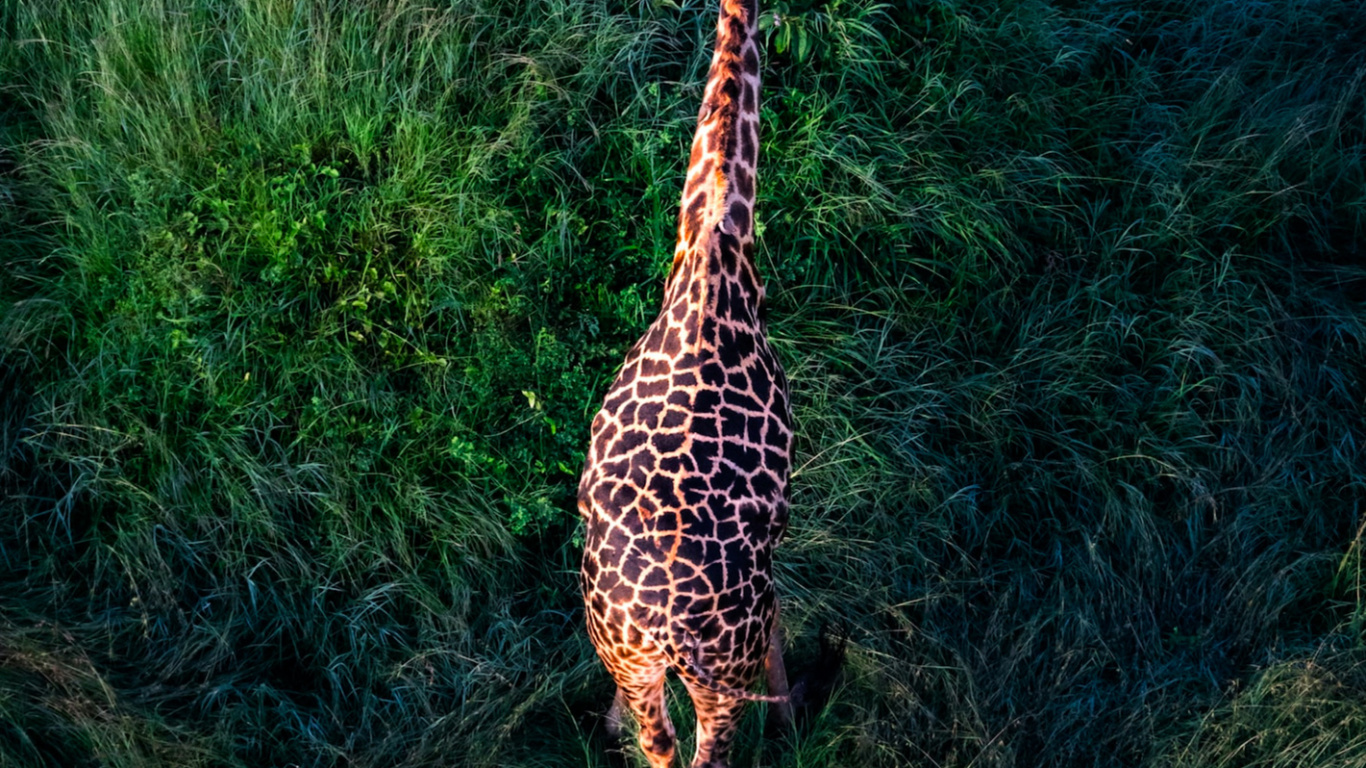 Giraffe, Damaksnis, Grassland, Giraffidae, Plant. Wallpaper in 1366x768 Resolution