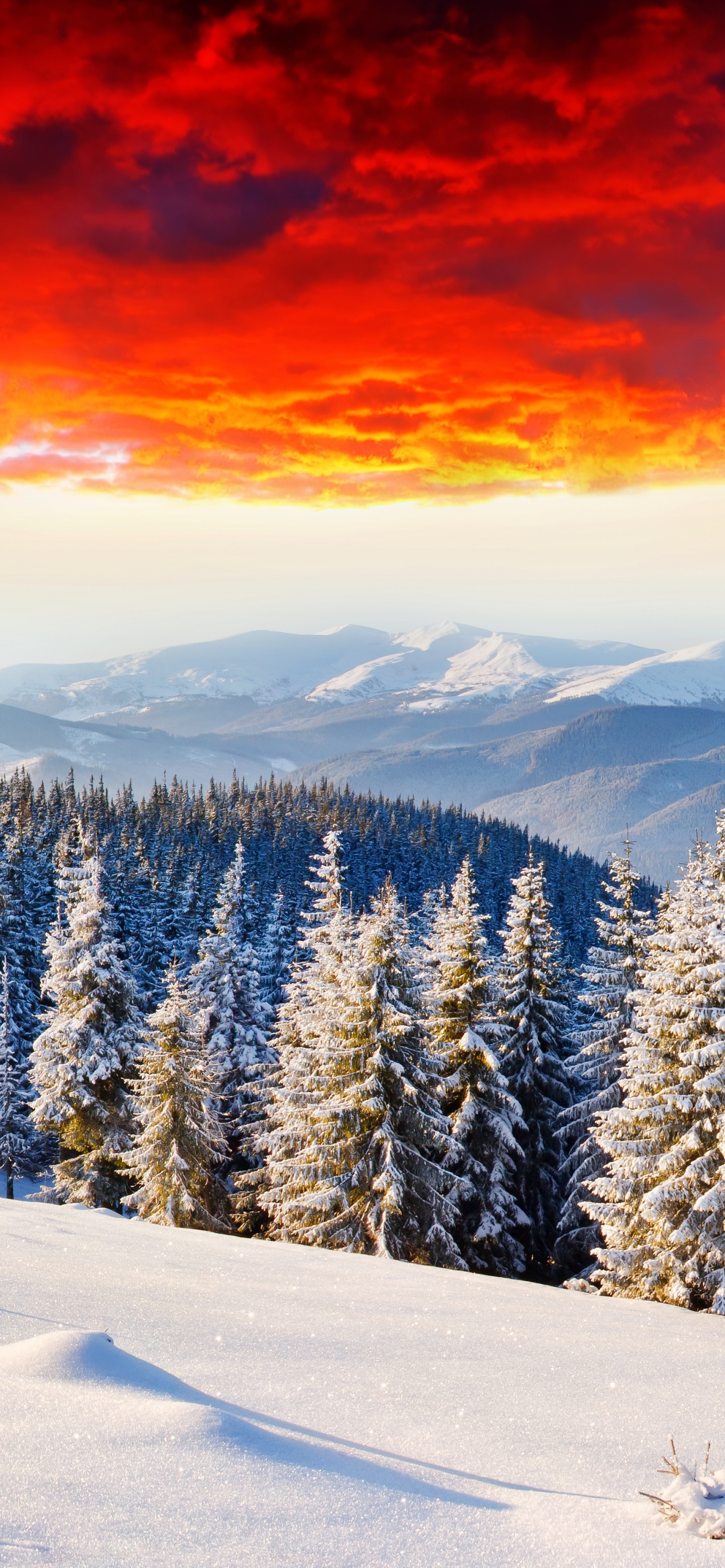 Schneebedeckte Kiefern Bei Sonnenuntergang. Wallpaper in 1242x2688 Resolution