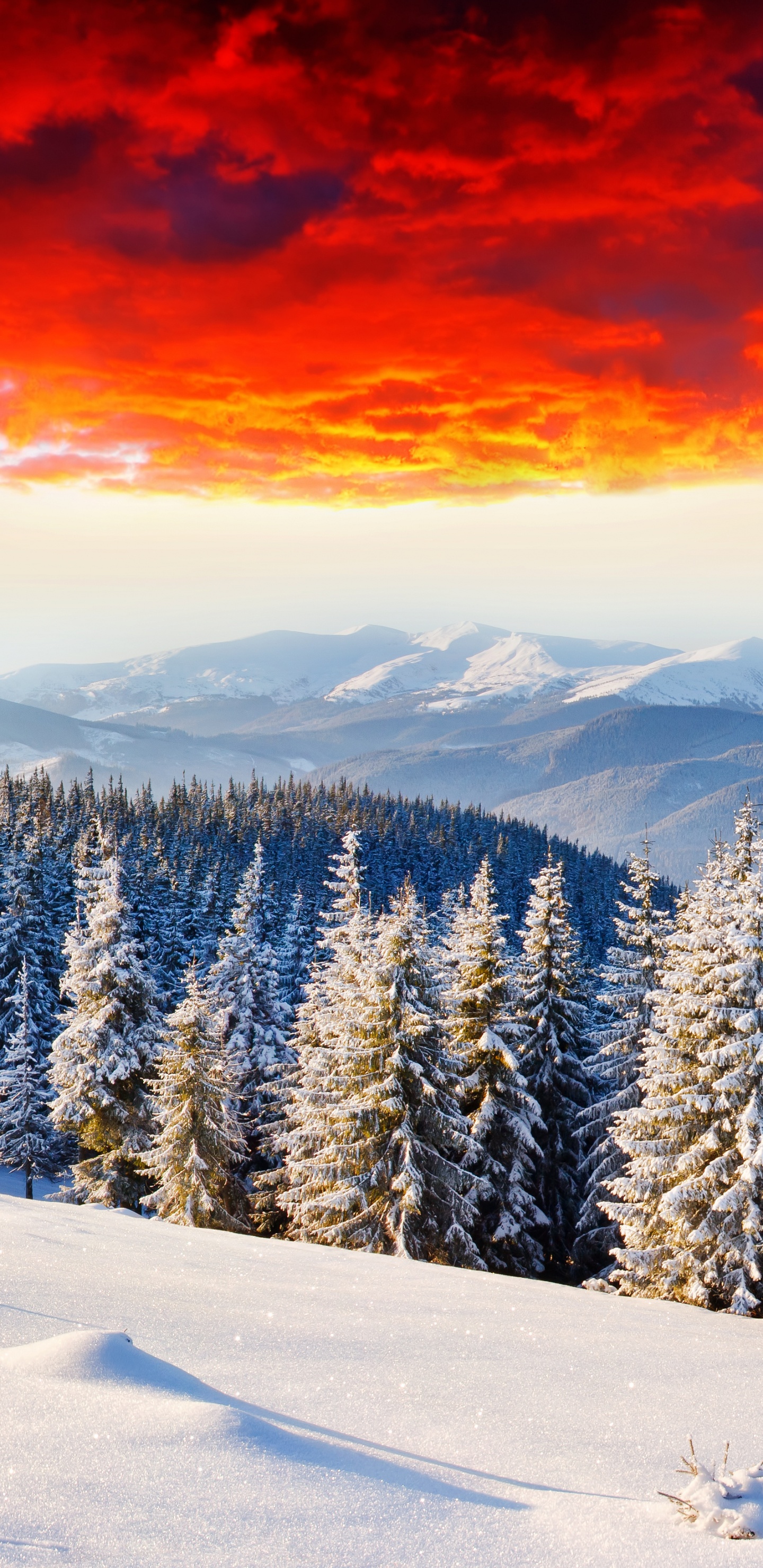 Pins Couverts de Neige au Coucher du Soleil. Wallpaper in 1440x2960 Resolution