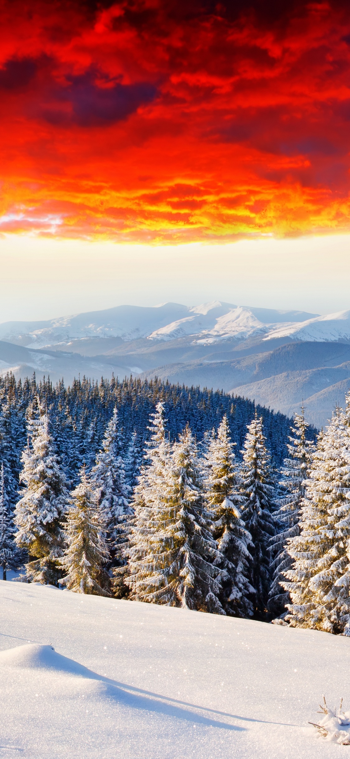 Pinos Cubiertos de Nieve Durante la Puesta de Sol. Wallpaper in 1125x2436 Resolution