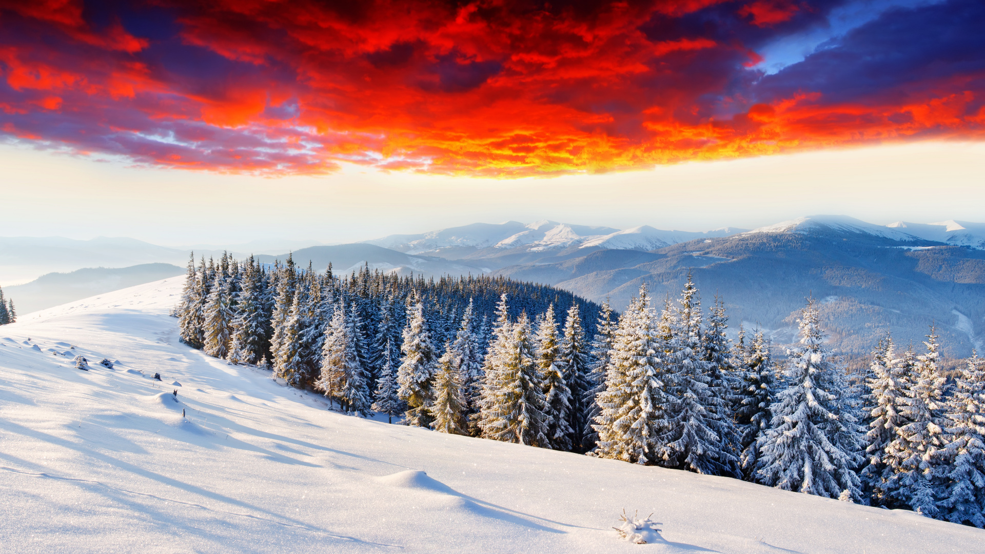 Snow Covered Pine Trees During Sunset. Wallpaper in 1920x1080 Resolution