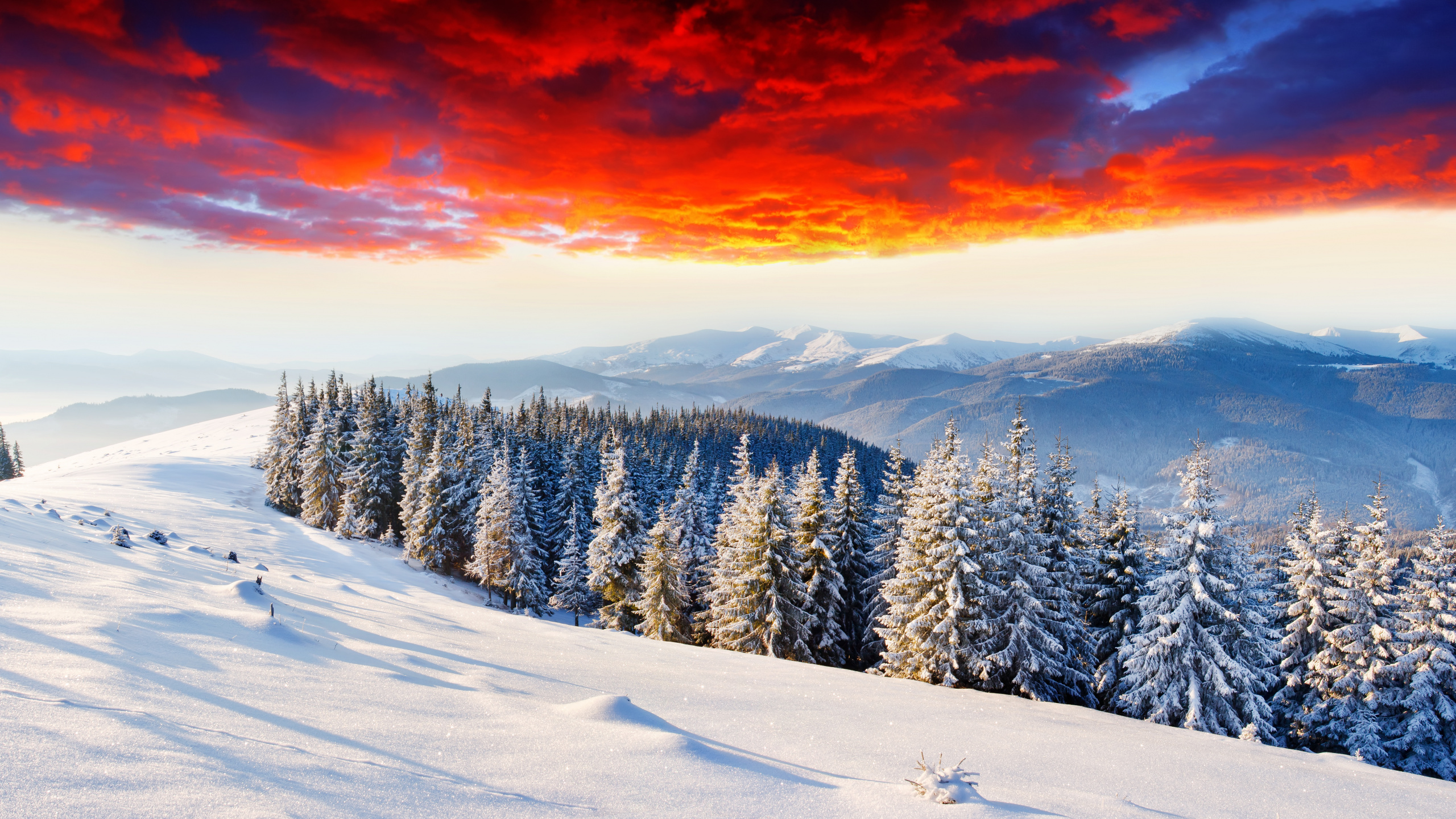 Snow Covered Pine Trees During Sunset. Wallpaper in 2560x1440 Resolution