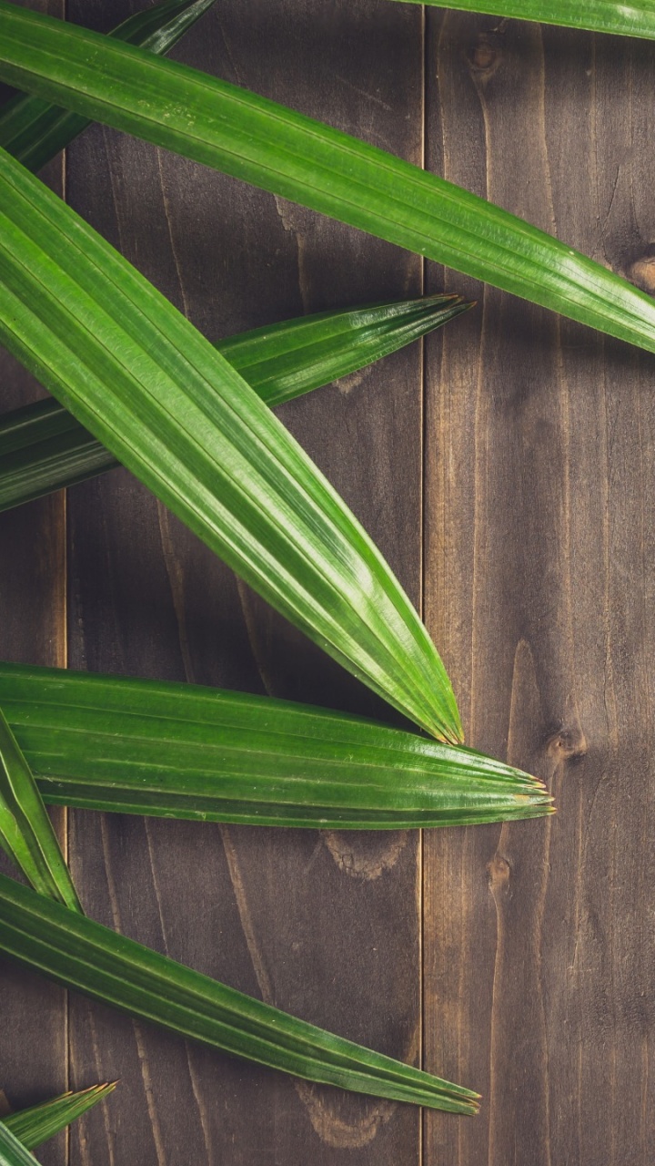 Plante Verte Sur Une Surface en Bois Marron. Wallpaper in 720x1280 Resolution