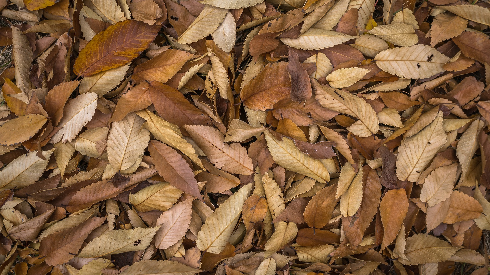 Hojas Secas Marrones en el Suelo. Wallpaper in 1920x1080 Resolution