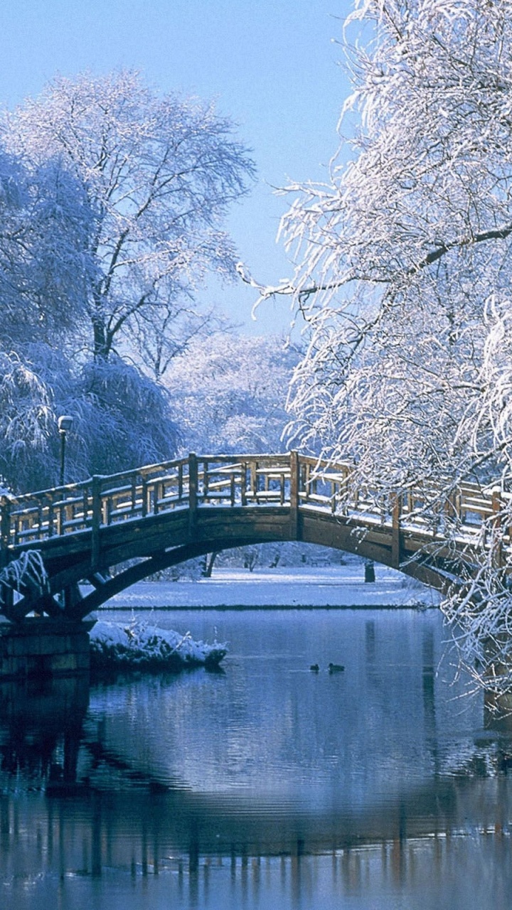 Weiße Bäume in Der Nähe Der Brücke Über Den Fluss Tagsüber. Wallpaper in 720x1280 Resolution