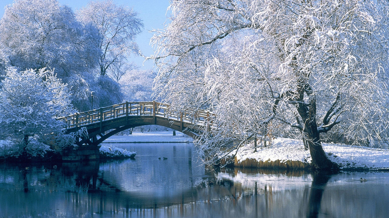 White Trees Near Bridge Over River During Daytime. Wallpaper in 1280x720 Resolution