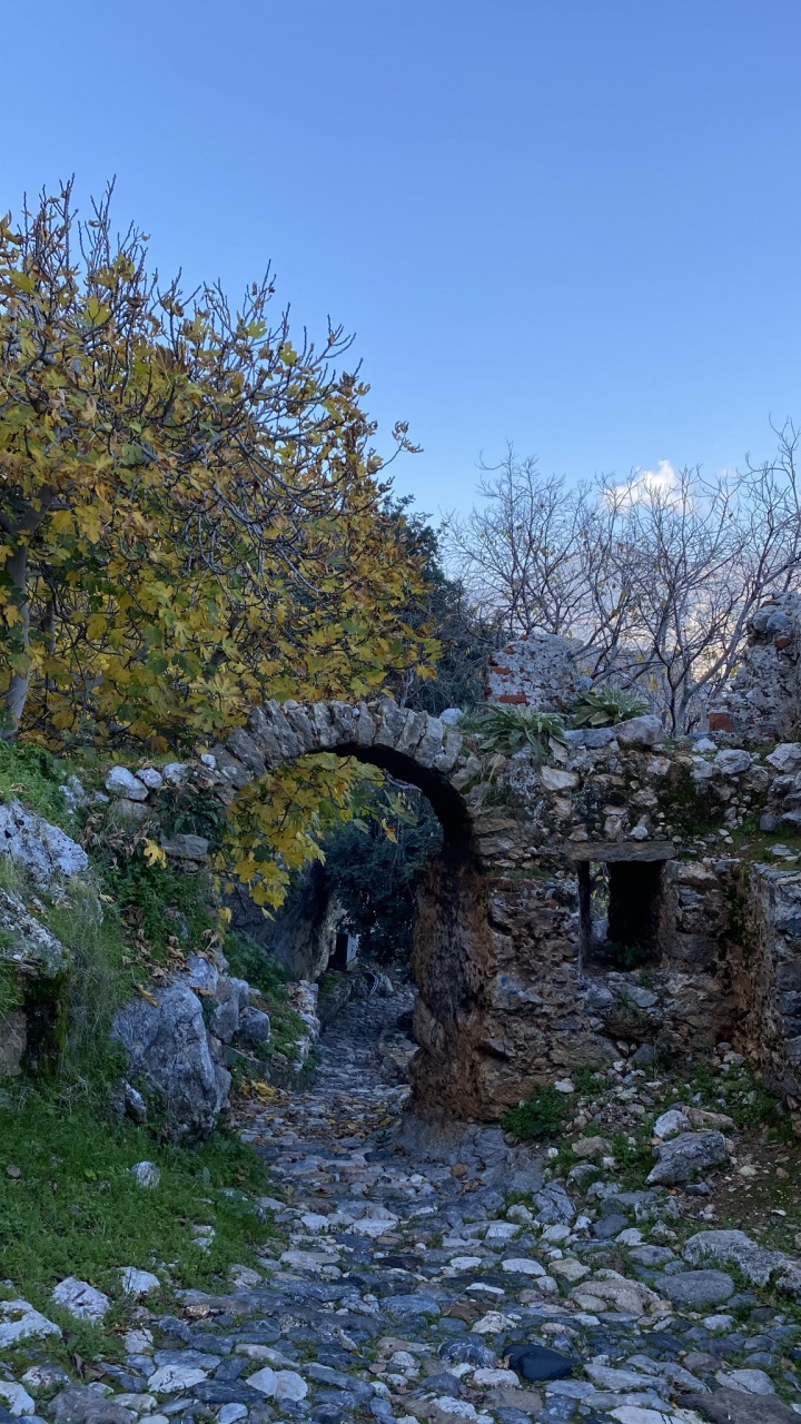 Leaf, Science, Plant, Natural Landscape, Tree. Wallpaper in 720x1280 Resolution