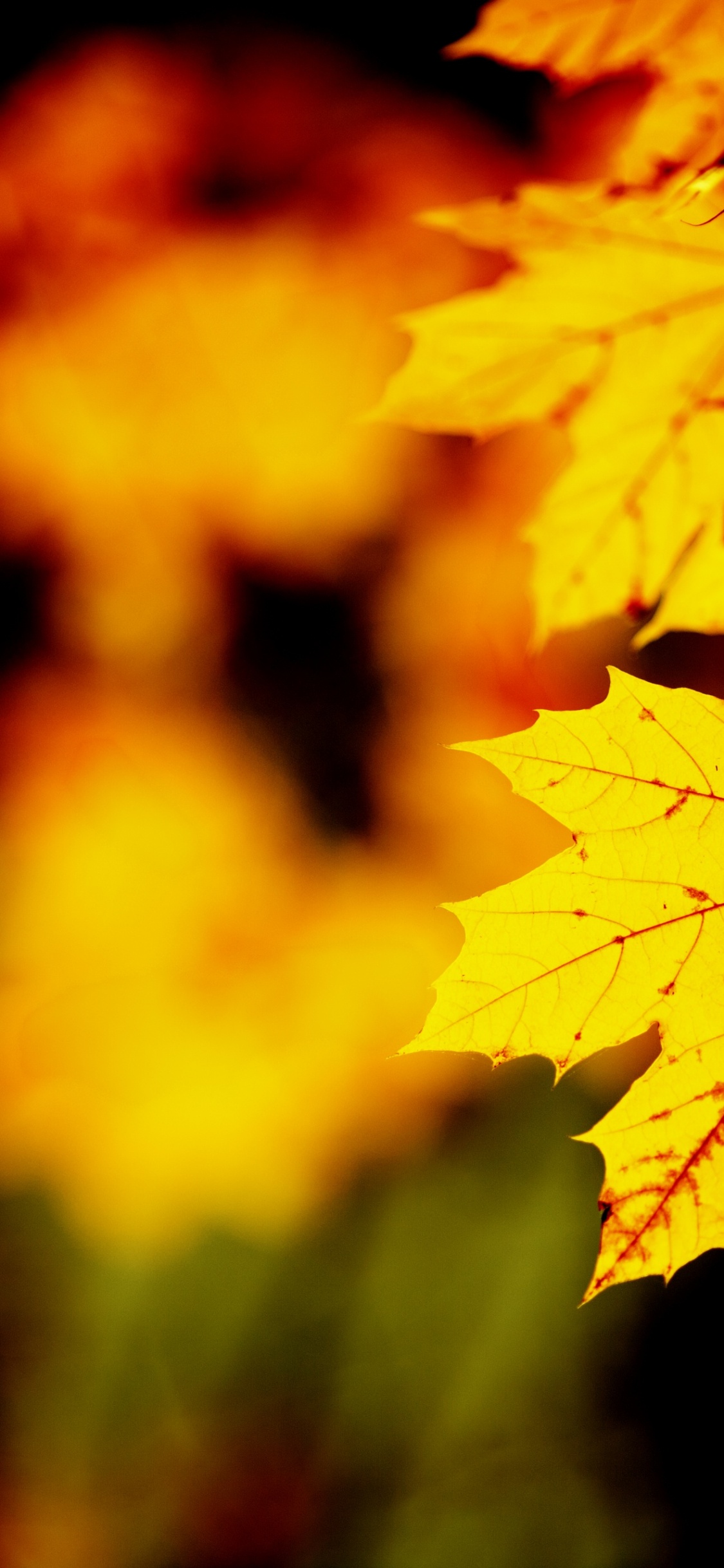枫叶, 性质, 橙色, 黄色的, 红色的 壁纸 1125x2436 允许
