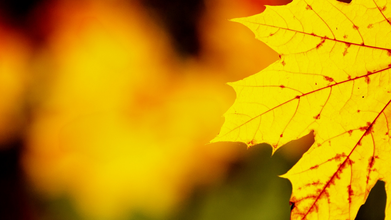 Download 1280x720 Wallpaper Leaf, Maple Leaf, Nature, Tree, Orange Leaf, Maple Leaf, Nature, Tree, Orange. Wallpaper in 1280x720 Resolution