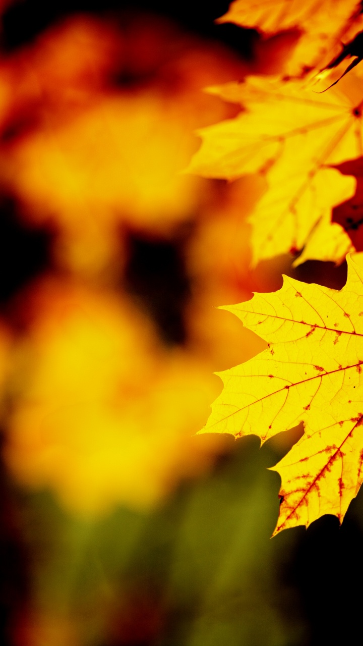 Download 720x1280 Wallpaper Leaf, Maple Leaf, Nature, Tree, Orange Leaf, Maple Leaf, Nature, Tree, Orange. Wallpaper in 720x1280 Resolution