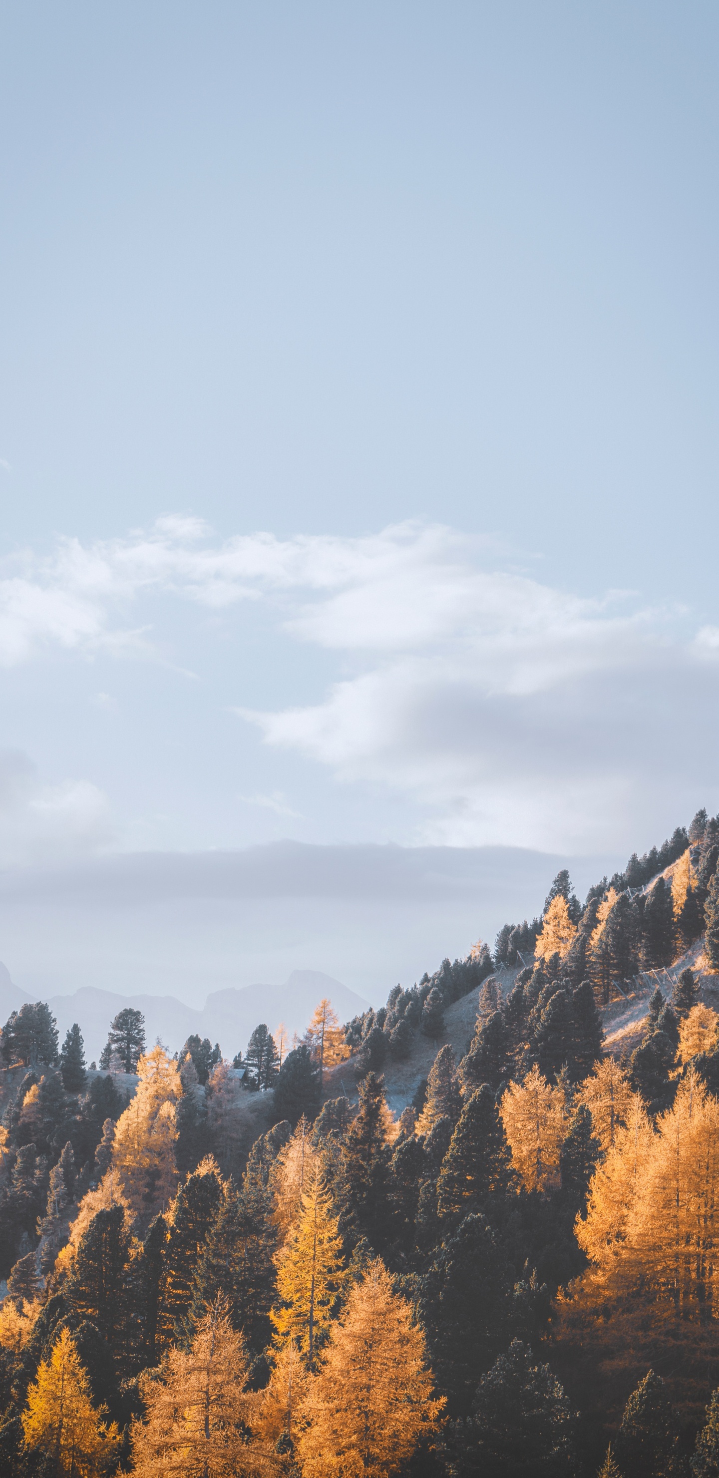 Leaf, Cloud, Tree, Wilderness, Mountain. Wallpaper in 1440x2960 Resolution