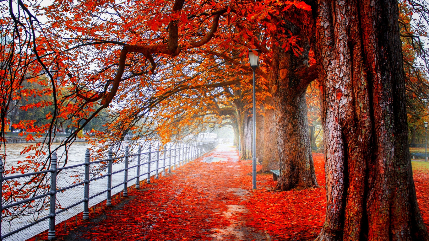 Red Leaves on The Ground. Wallpaper in 1366x768 Resolution