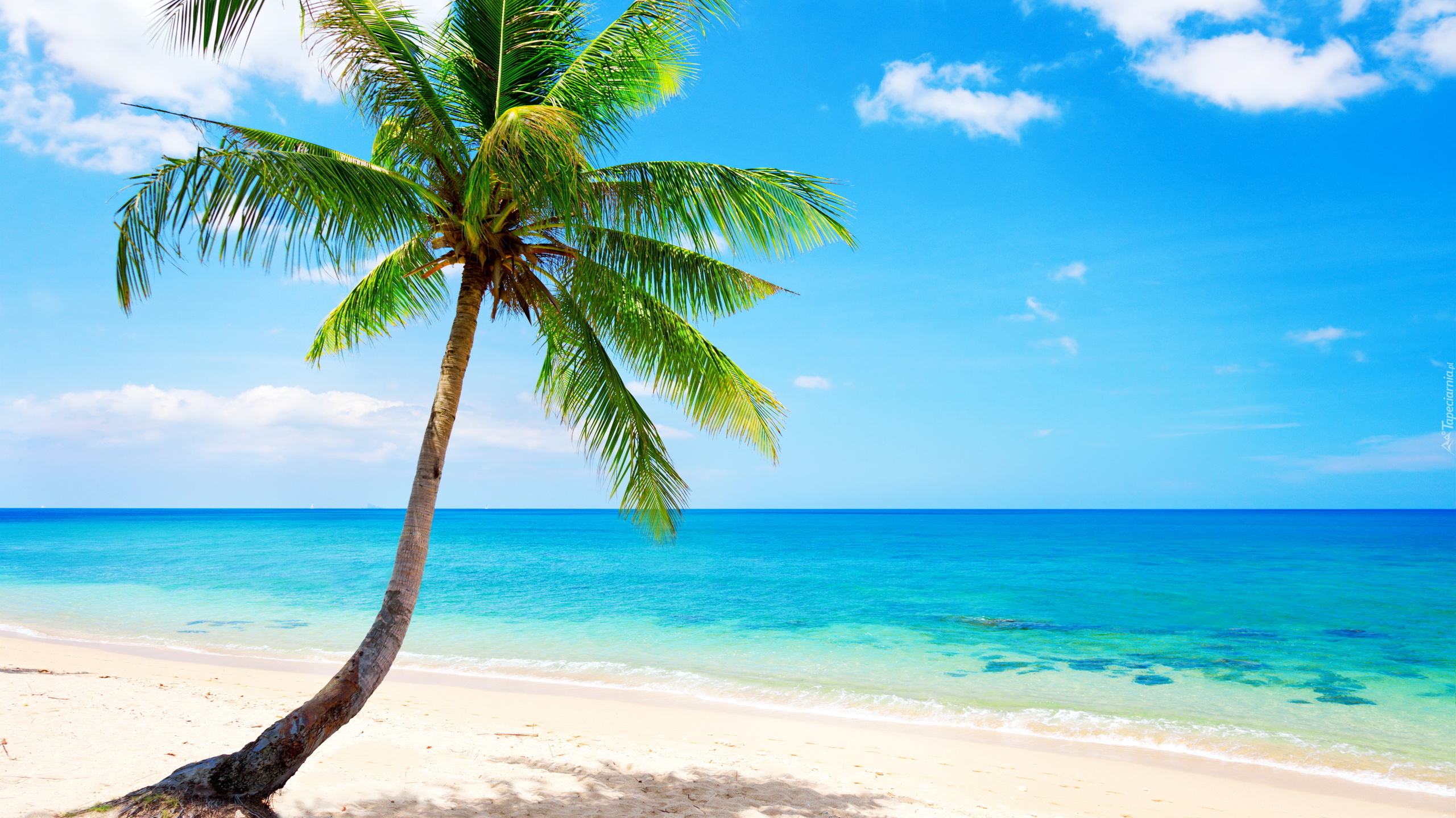 Green Palm Tree on White Sand Beach During Daytime. Wallpaper in 2560x1440 Resolution
