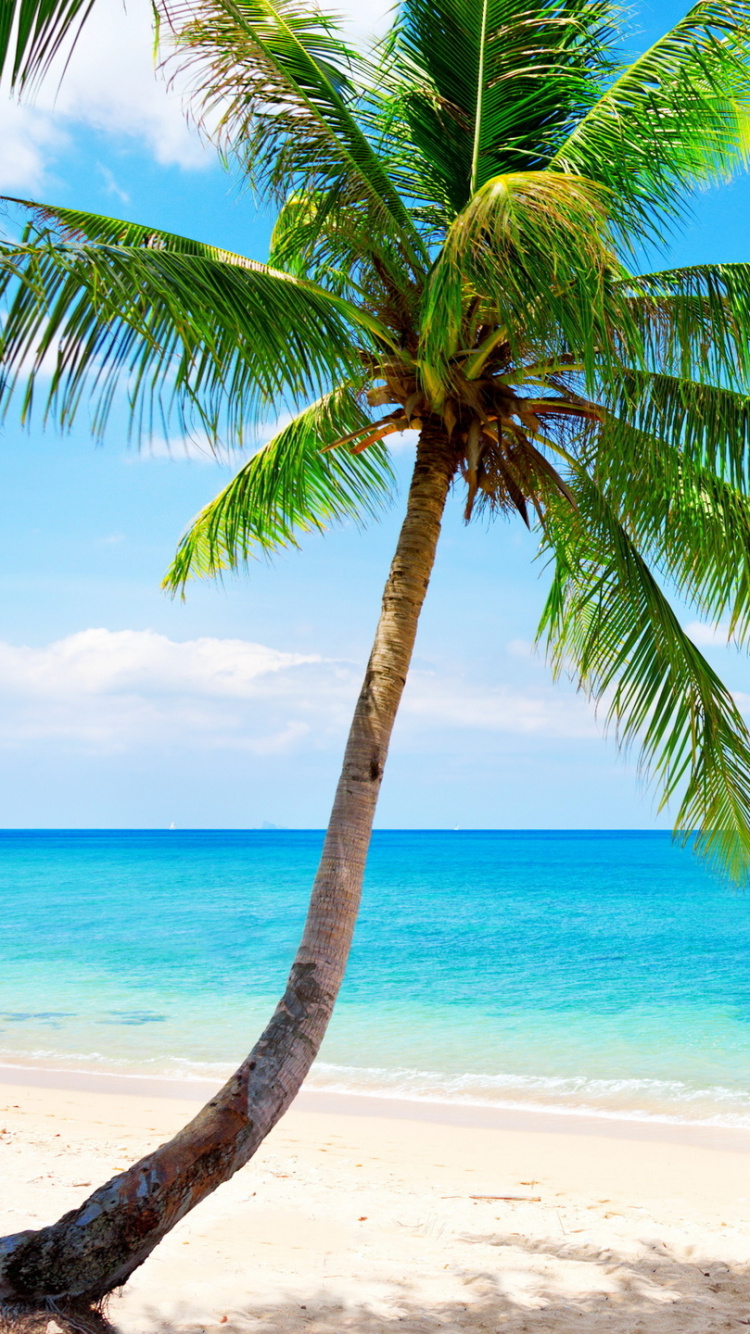 Green Palm Tree on White Sand Beach During Daytime. Wallpaper in 750x1334 Resolution