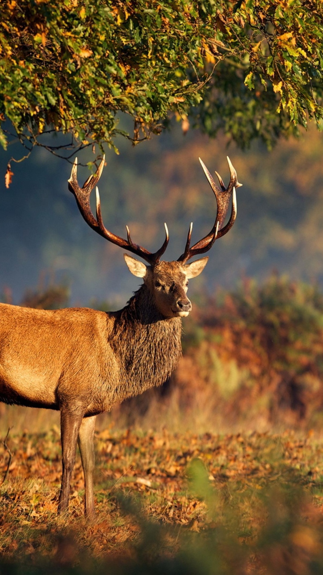 Cerf Brun Debout Sur un Terrain D'herbe Brune Pendant la Journée. Wallpaper in 1080x1920 Resolution