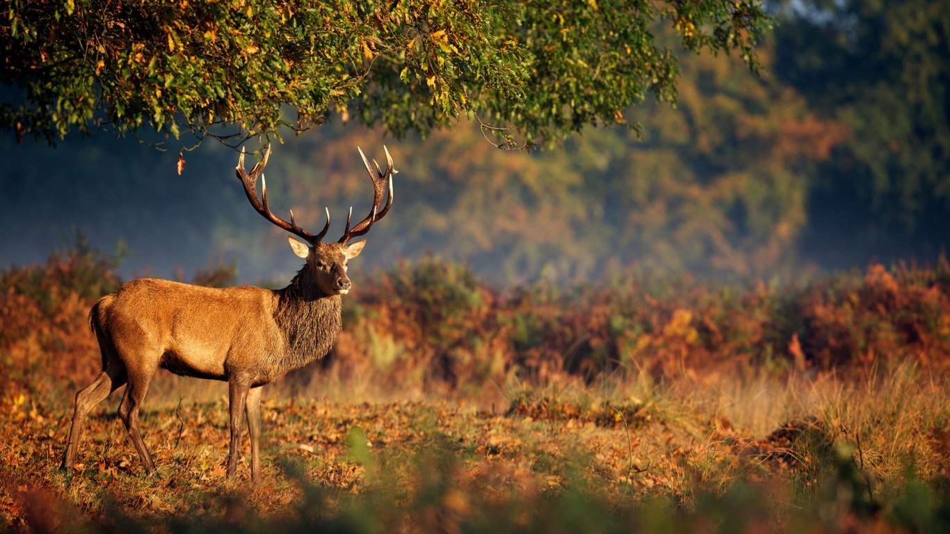 Cerf Brun Debout Sur un Terrain D'herbe Brune Pendant la Journée. Wallpaper in 1366x768 Resolution