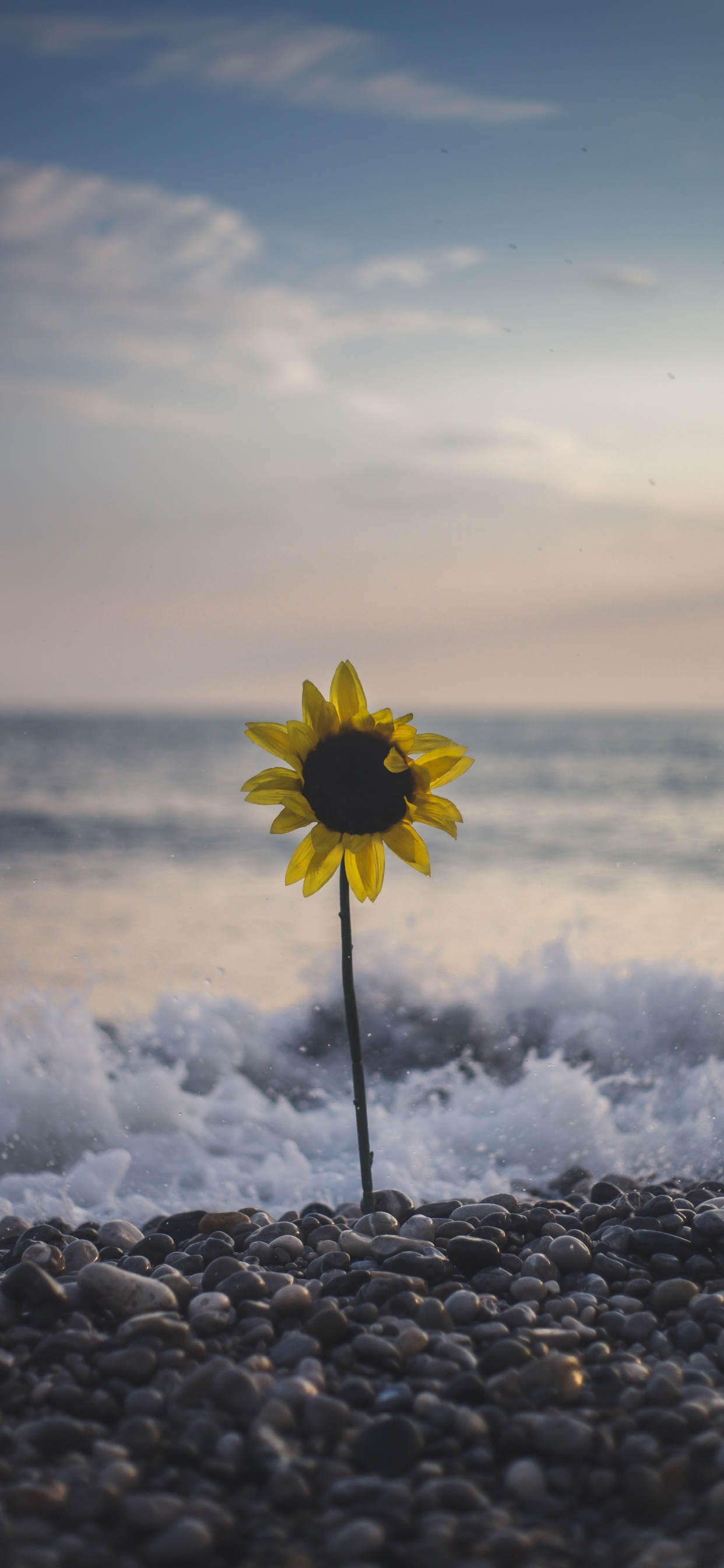 Fleur Jaune Sur le Rivage Rocheux Pendant la Journée. Wallpaper in 1242x2688 Resolution