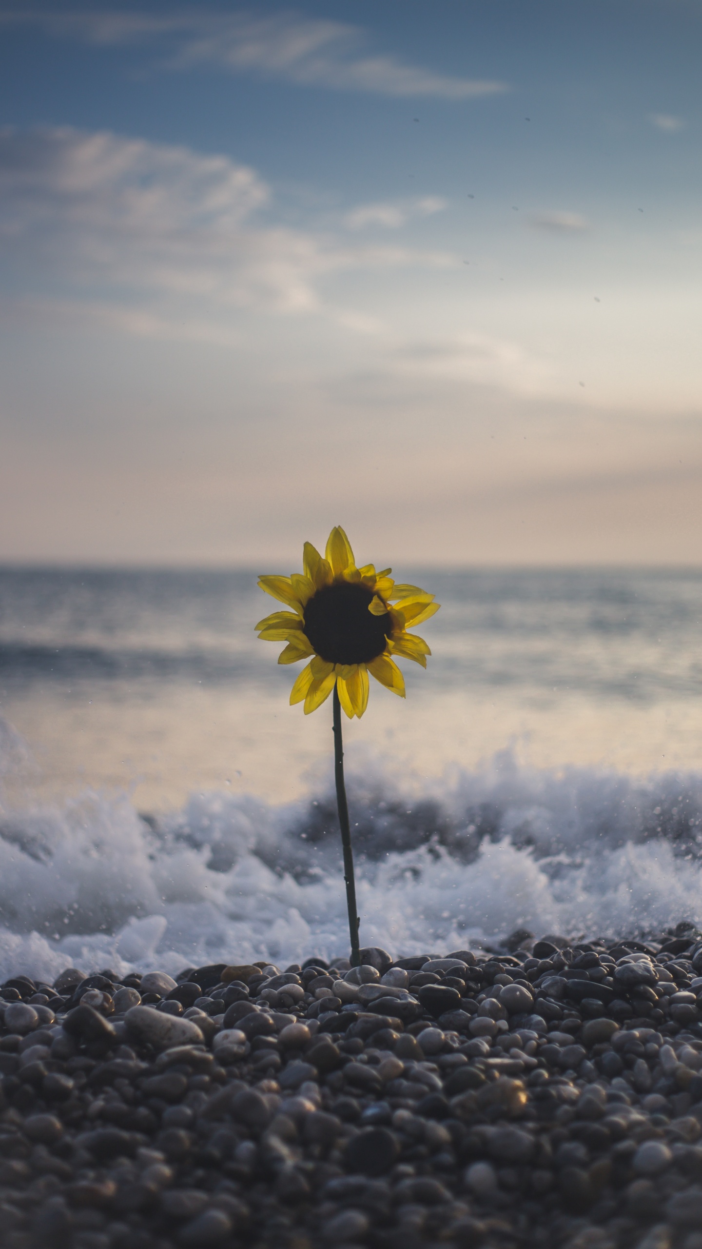 Fleur Jaune Sur le Rivage Rocheux Pendant la Journée. Wallpaper in 1440x2560 Resolution
