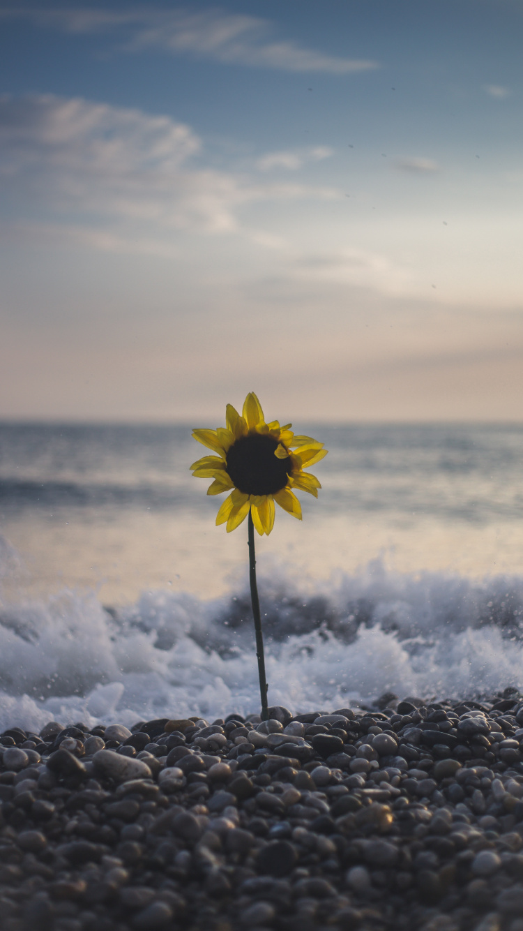 Fleur Jaune Sur le Rivage Rocheux Pendant la Journée. Wallpaper in 750x1334 Resolution