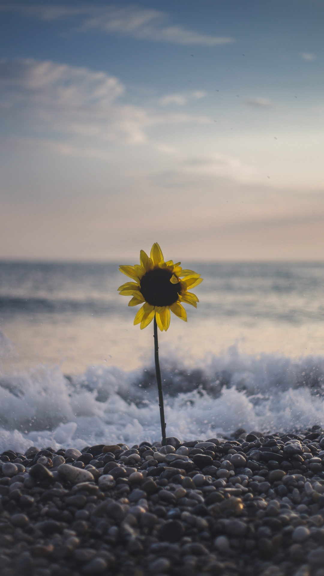 Yellow Flower on Rocky Shore During Daytime. Wallpaper in 1080x1920 Resolution
