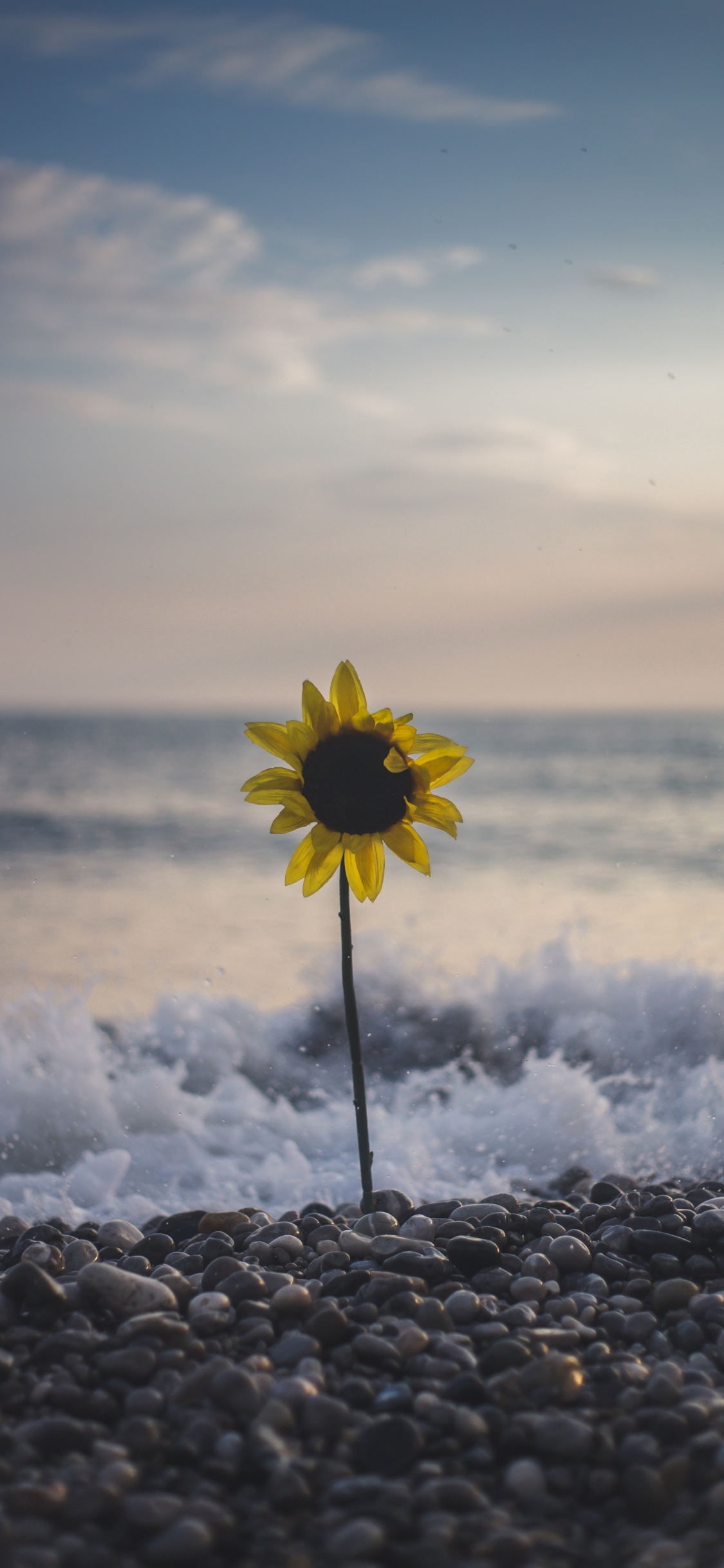 Yellow Flower on Rocky Shore During Daytime. Wallpaper in 1125x2436 Resolution