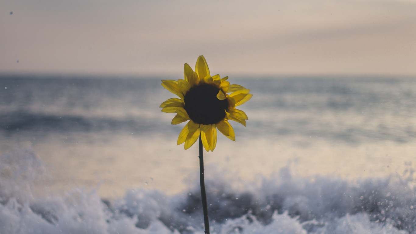 Yellow Flower on Rocky Shore During Daytime. Wallpaper in 1366x768 Resolution