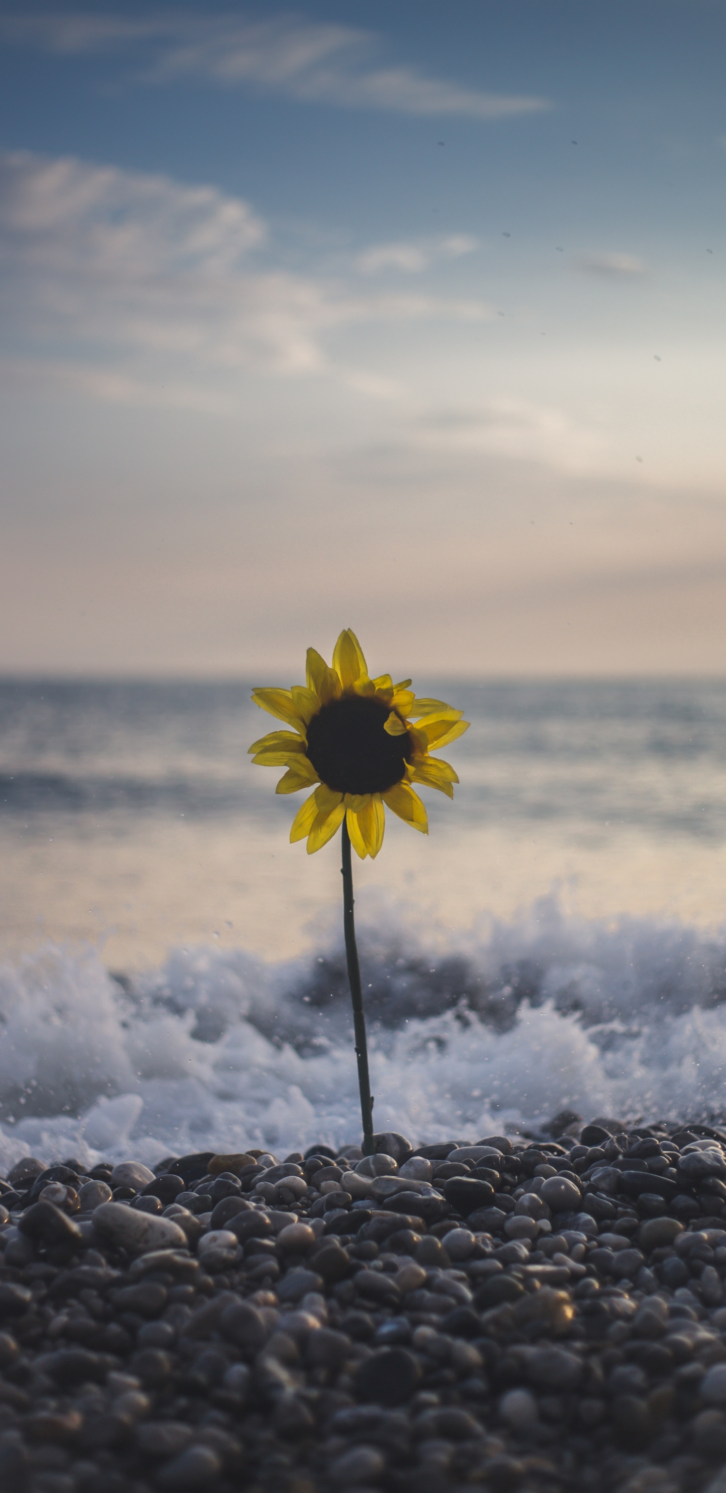 Yellow Flower on Rocky Shore During Daytime. Wallpaper in 1440x2960 Resolution