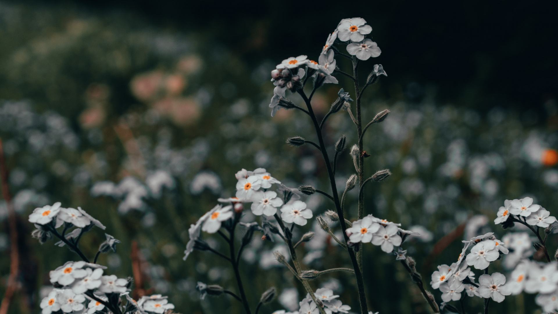 Weiße Blumen Auf Der Grünen Wiese Tagsüber. Wallpaper in 1920x1080 Resolution