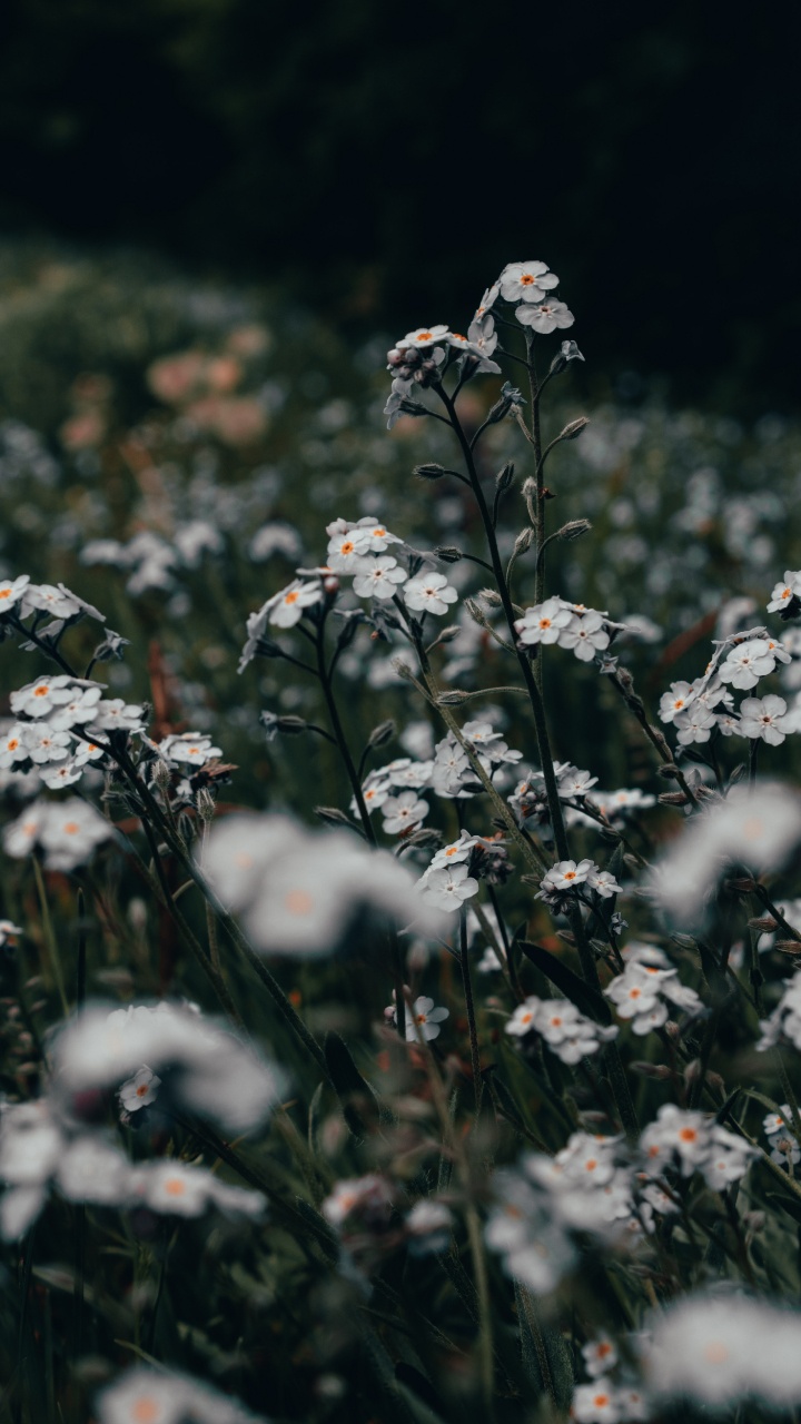 Weiße Blumen Auf Der Grünen Wiese Tagsüber. Wallpaper in 720x1280 Resolution