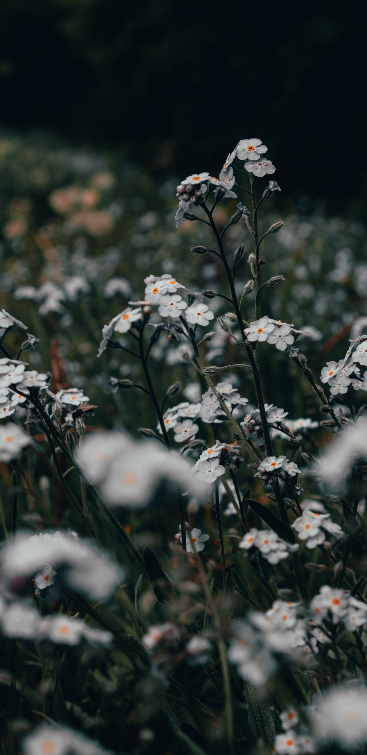 White Flowers on Green Grass Field During Daytime. Wallpaper in 1440x2960 Resolution