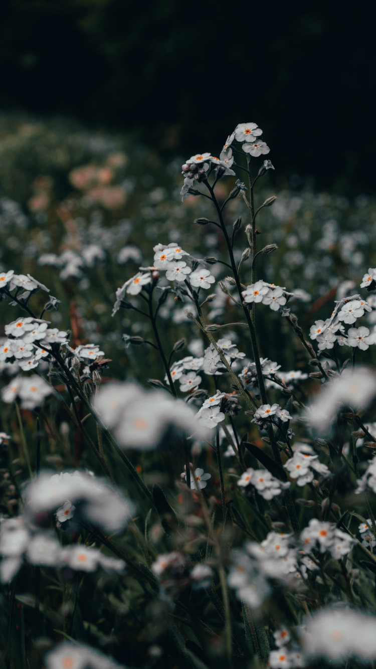 White Flowers on Green Grass Field During Daytime. Wallpaper in 750x1334 Resolution