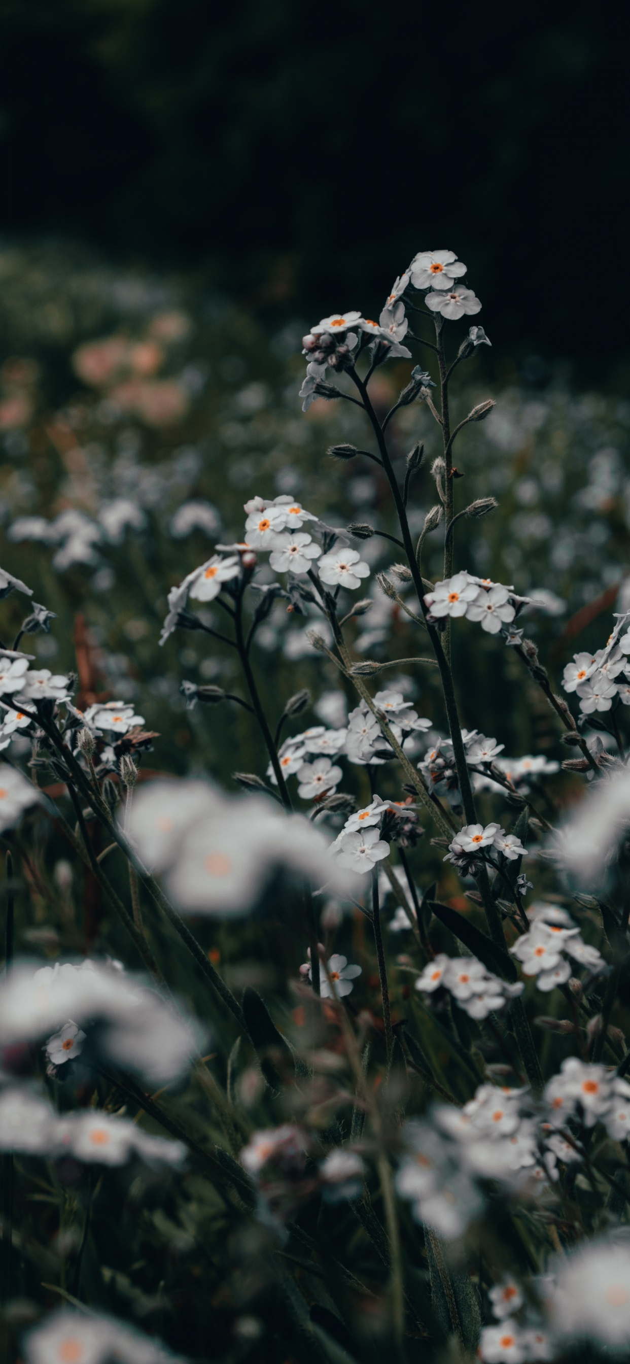 Fleurs Blanches Sur Terrain D'herbe Verte Pendant la Journée. Wallpaper in 1242x2688 Resolution