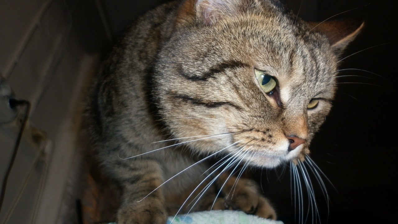 Brown Tabby Cat on Green Textile. Wallpaper in 1280x720 Resolution