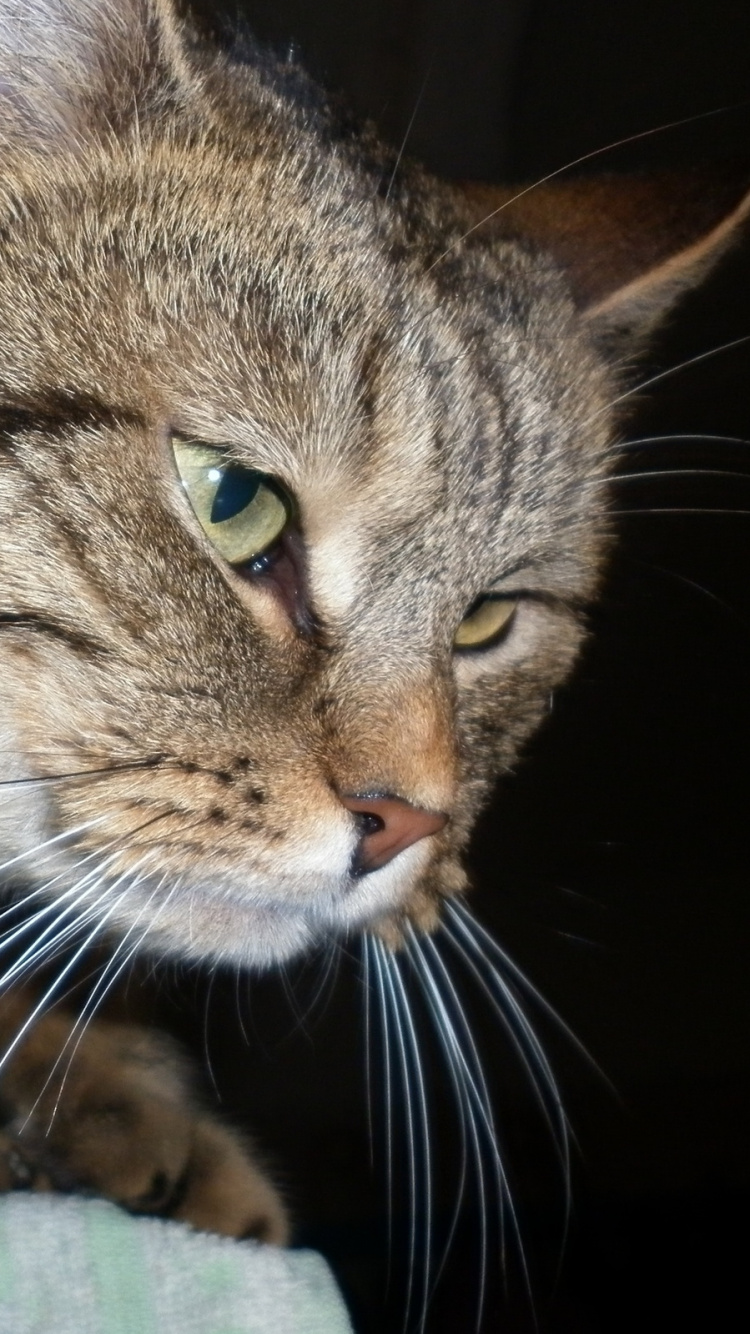 Brown Tabby Cat on Green Textile. Wallpaper in 750x1334 Resolution