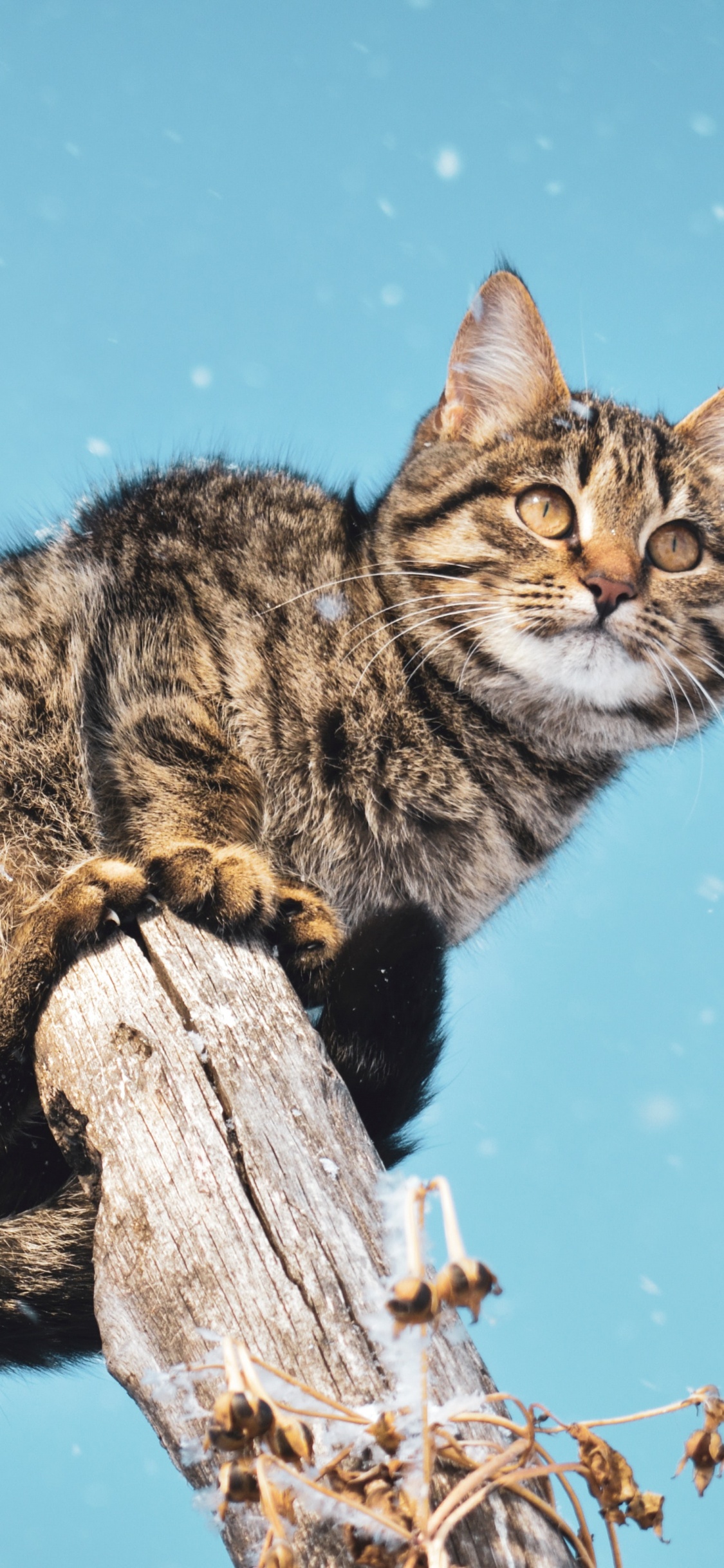 Chat Tigré Brun Sur un Bâton en Bois Brun. Wallpaper in 1125x2436 Resolution