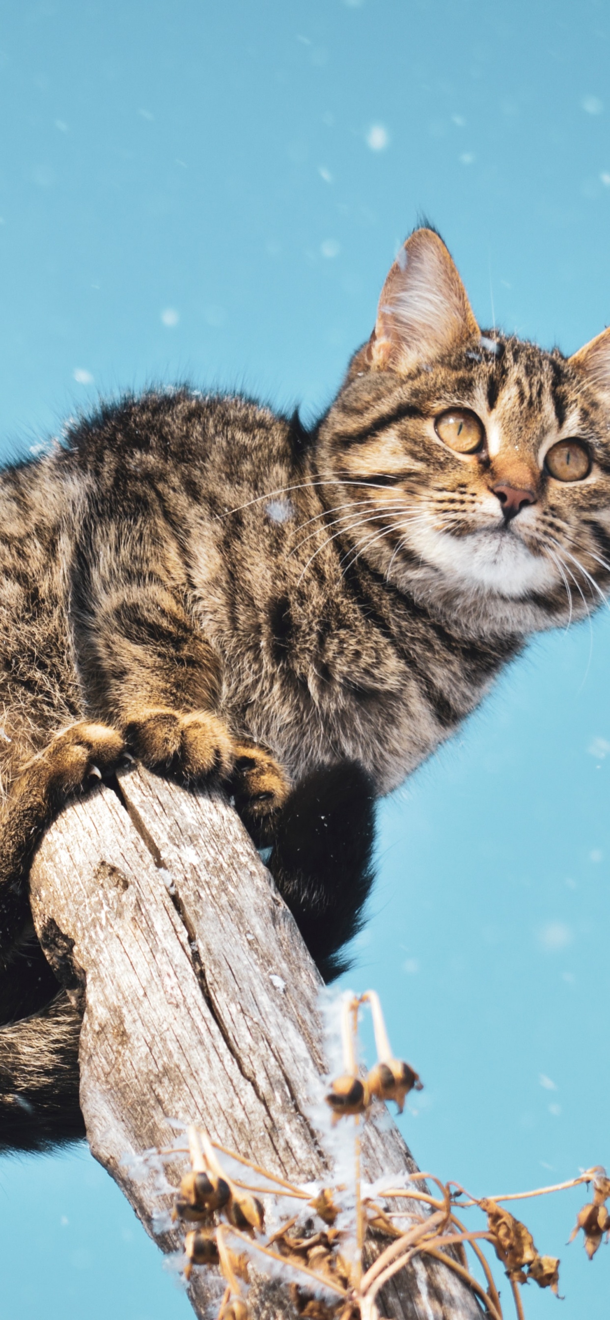 Chat Tigré Brun Sur un Bâton en Bois Brun. Wallpaper in 1242x2688 Resolution